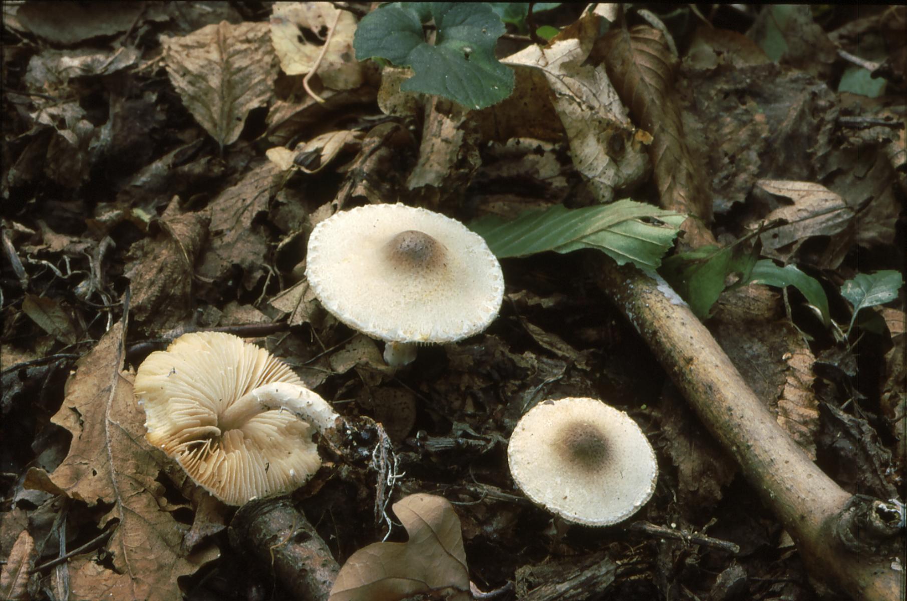 19022018140856 3429 art 2066 l. forquignonii