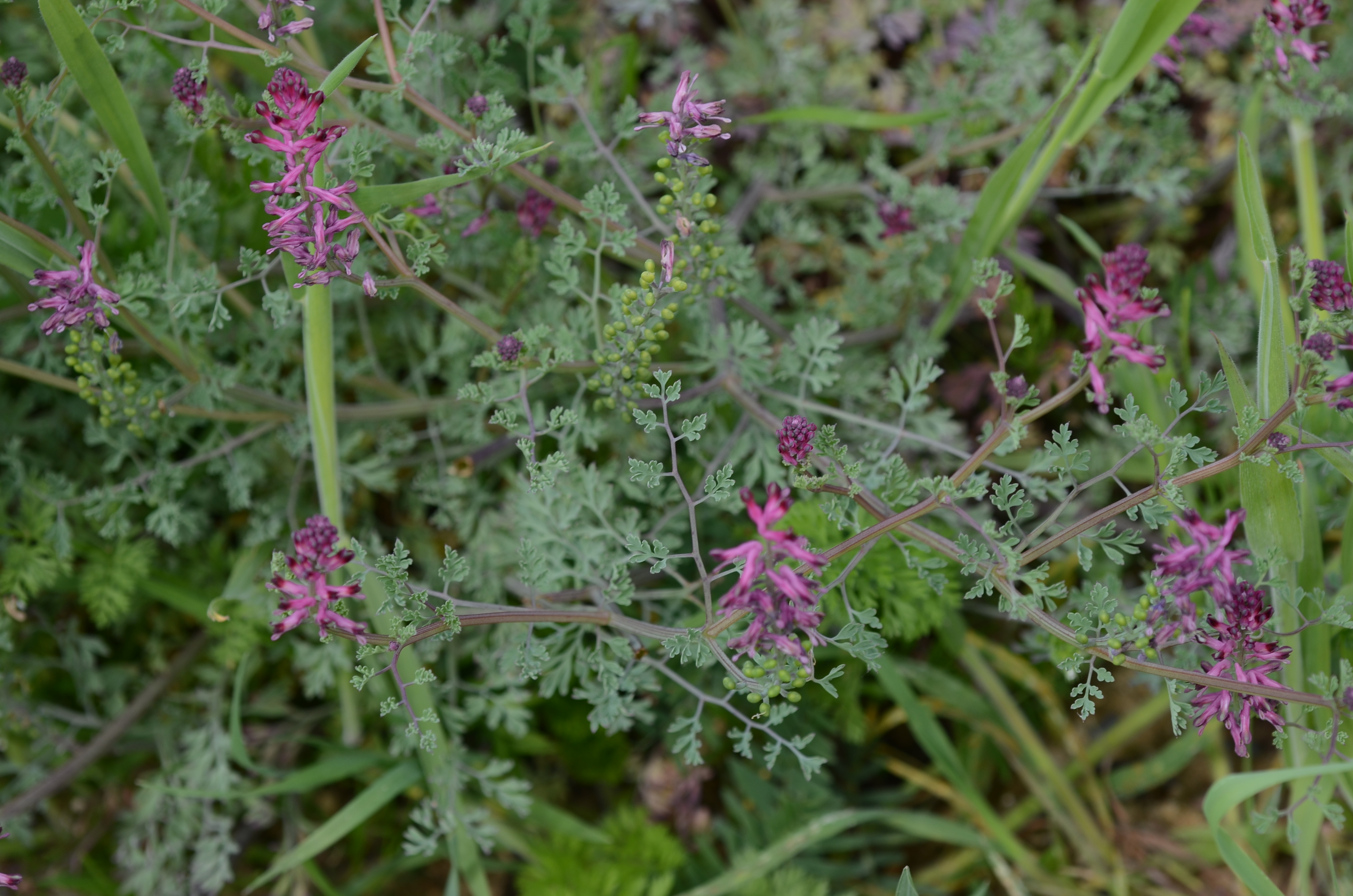 19042014123003 2325 art 1469 dsc 3454