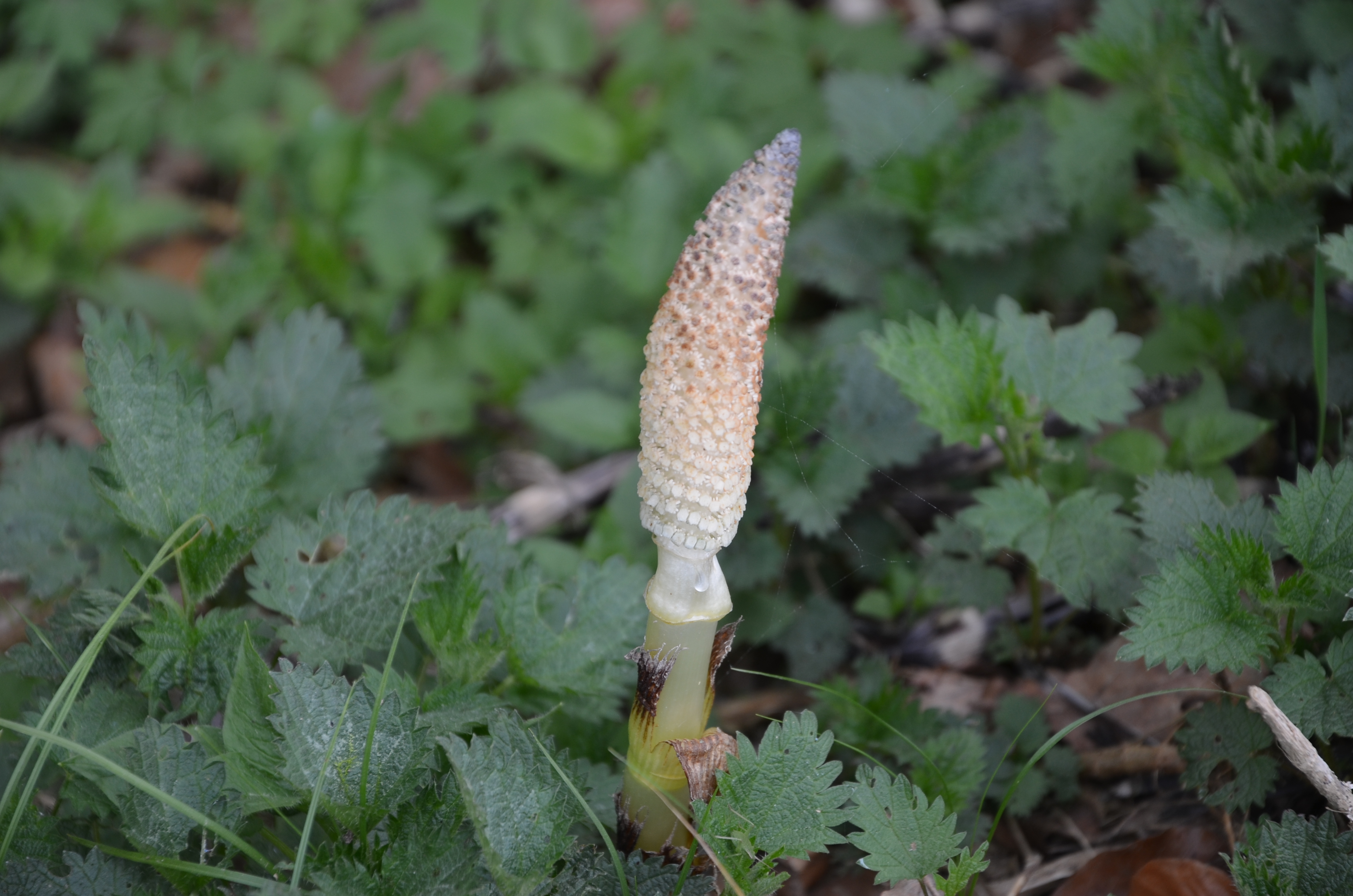 19042015083513 2755 art 1712 dsc 1598