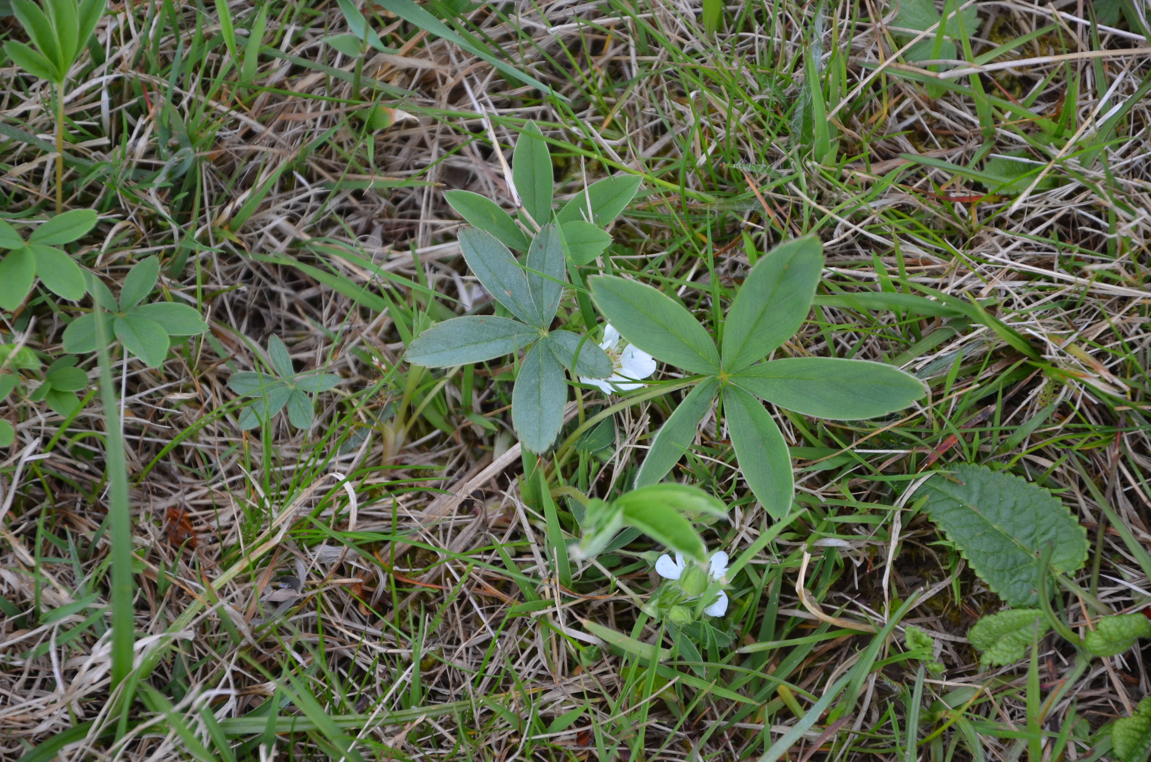 19042015084449 2757 art 1713 dsc 1613