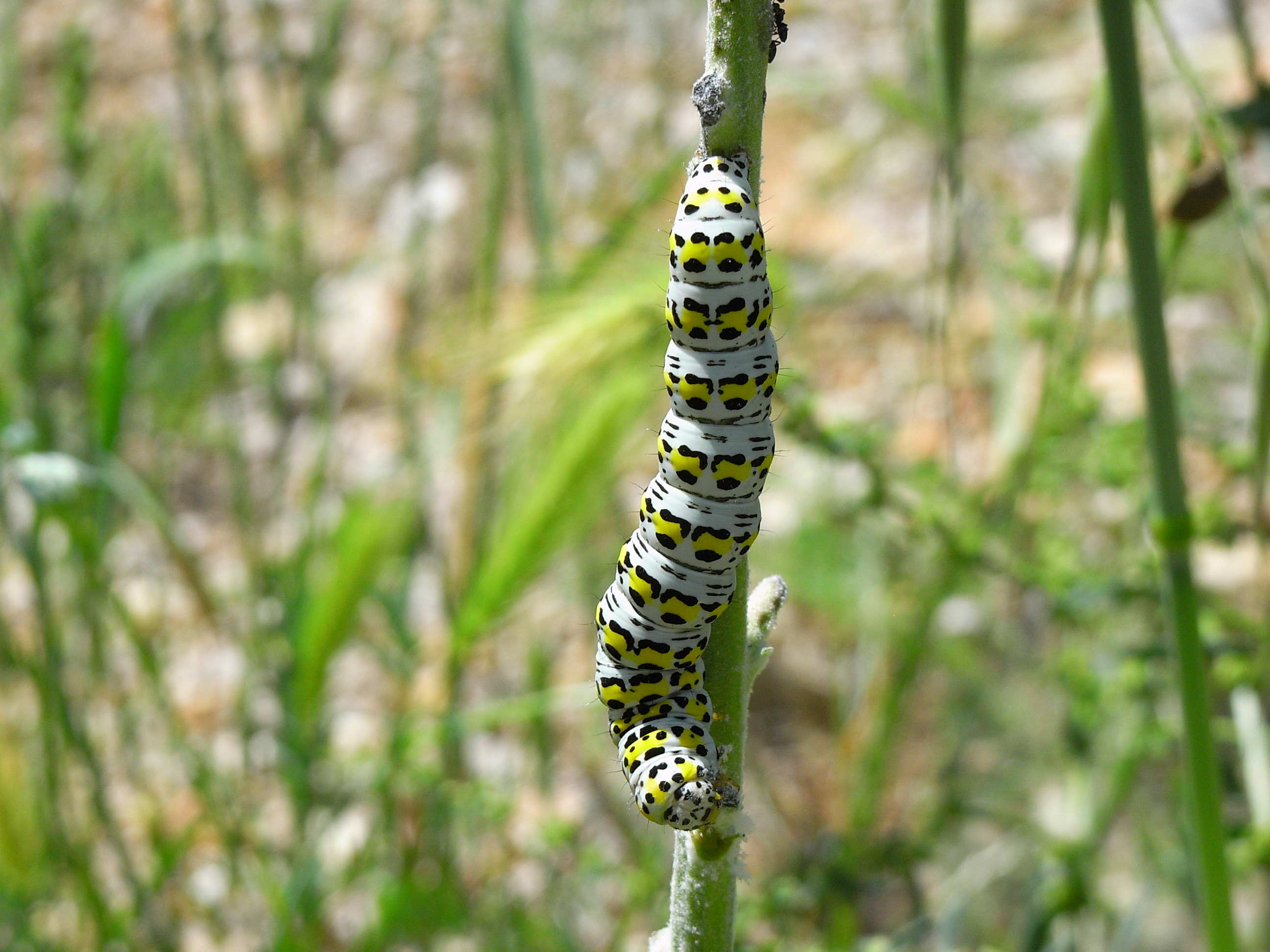 19052013111739 561 art 587 18410 hr krk 0905