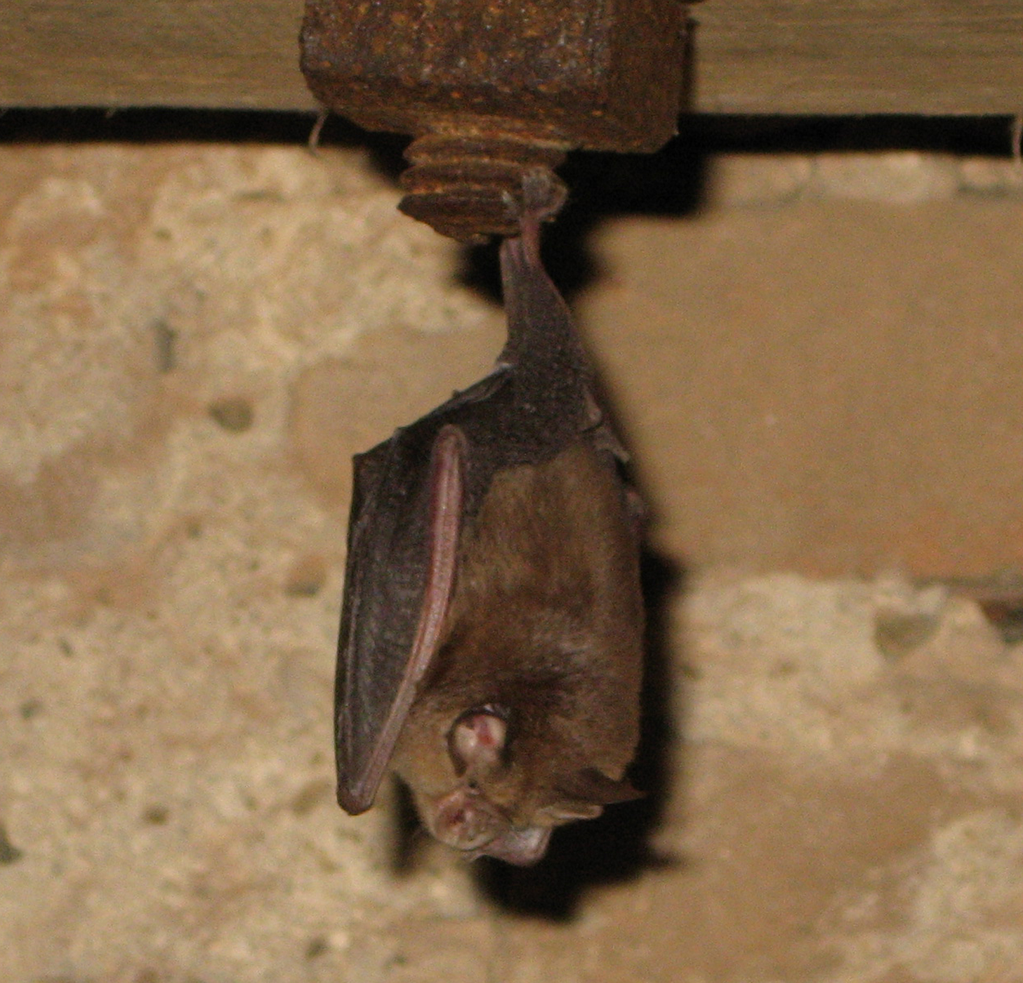 19052013120045 562 art 589 kleine hufeisennase gebhardt 01