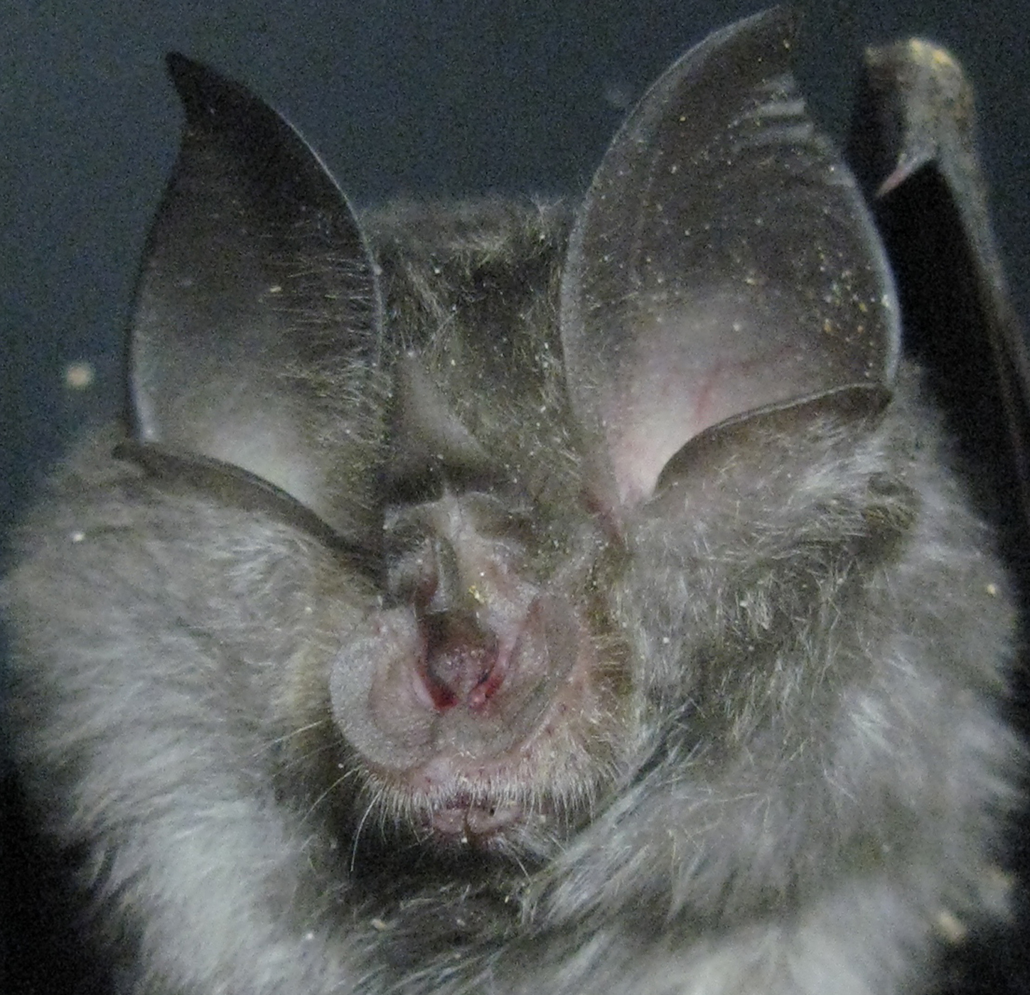 19052013120207 563 art 589 kleine hufeisennase gebhardt 02