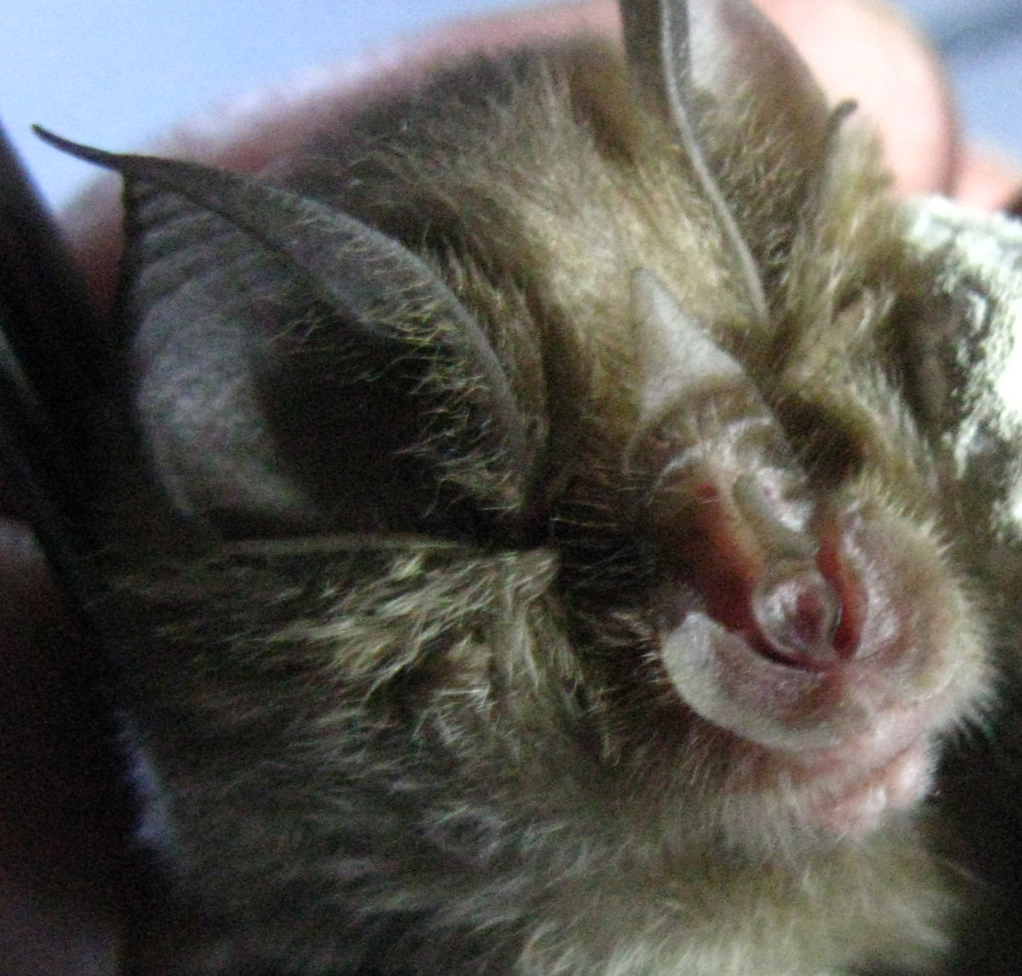 19052013120557 564 art 589 kleine hufeisennase gebhardt 03