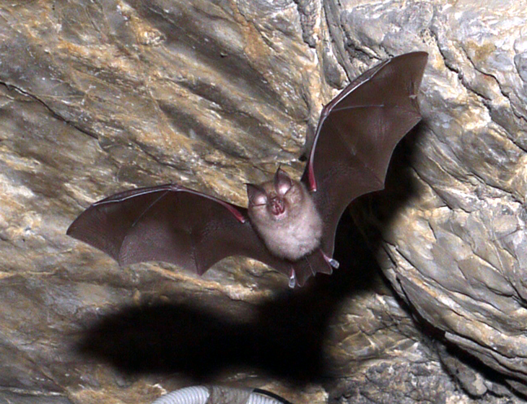 19052013120722 565 art 589 kleine hufeisennase kffoe 01