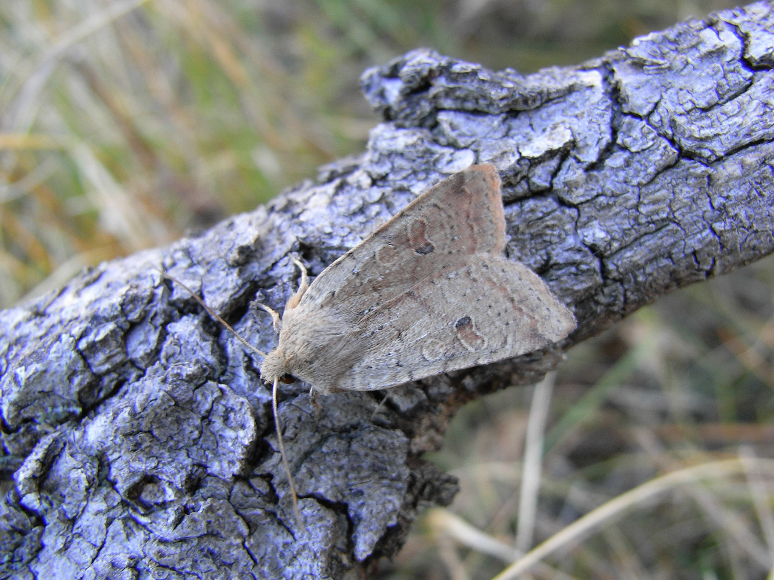 19052013220145 568 art 607 16750 podgorje slo 0810