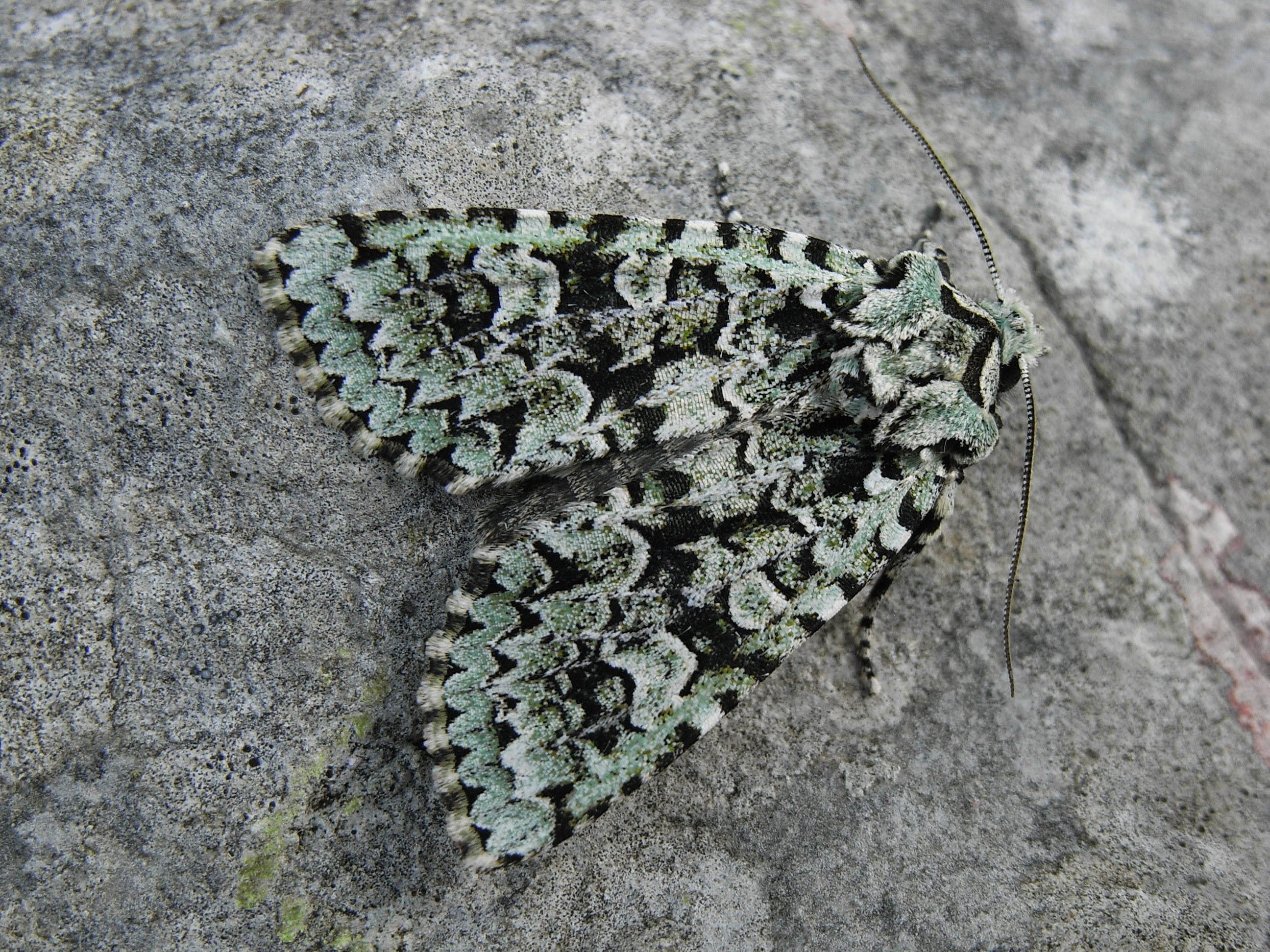 19052013222034 569 art 608 19950 slo podgorje 0910