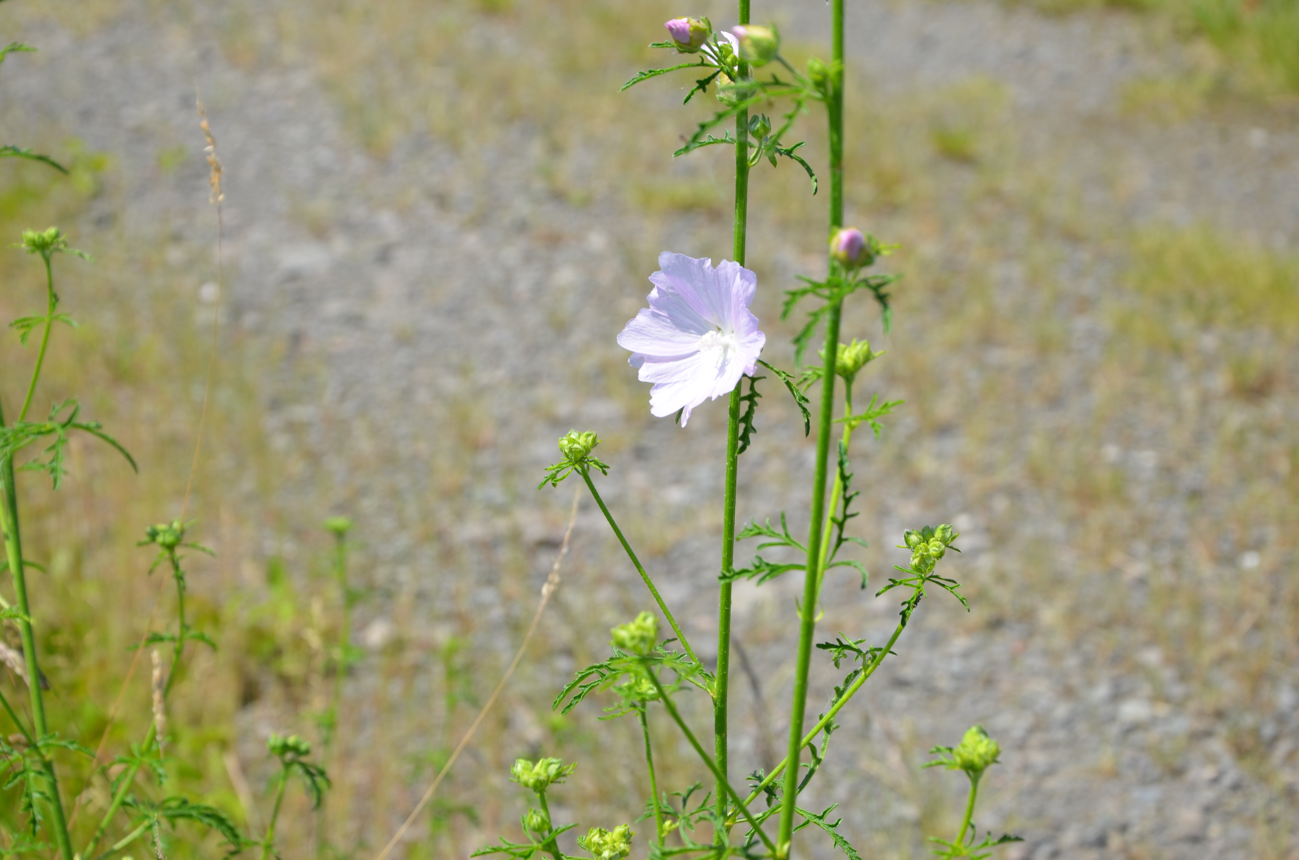 19062013095826 972 art 916 dsc 6461