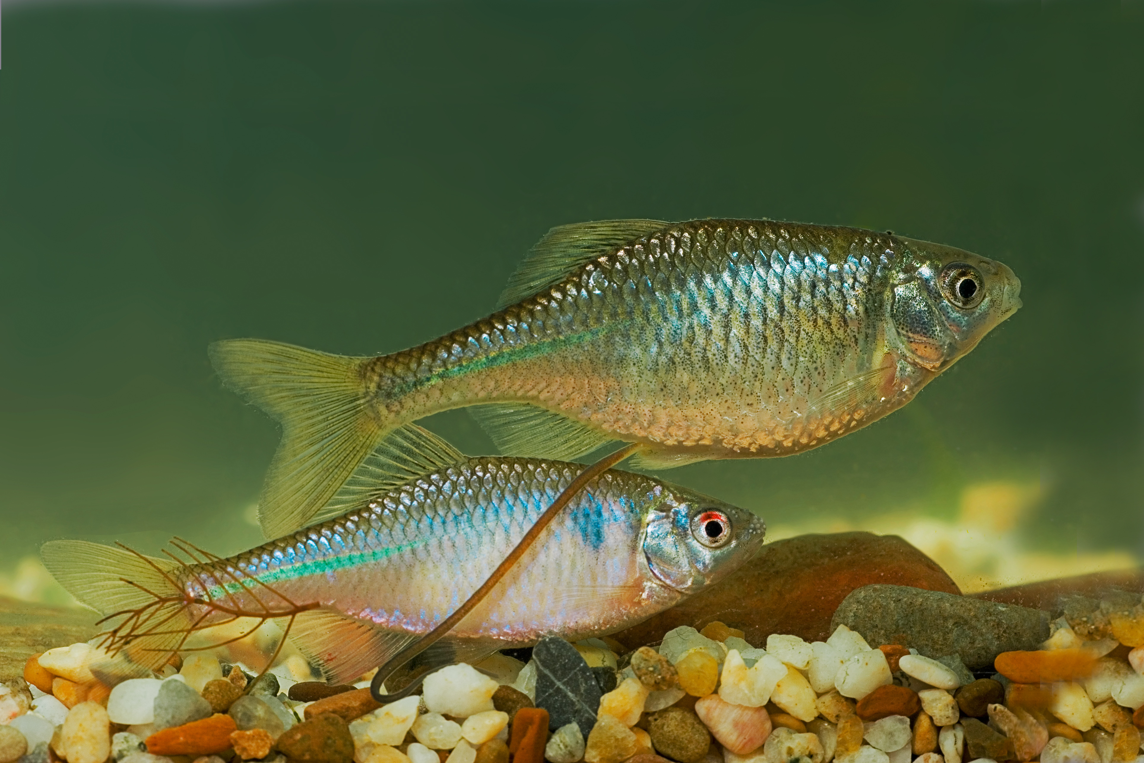 19062013170947 975 art 921 bitterling 2 kopie