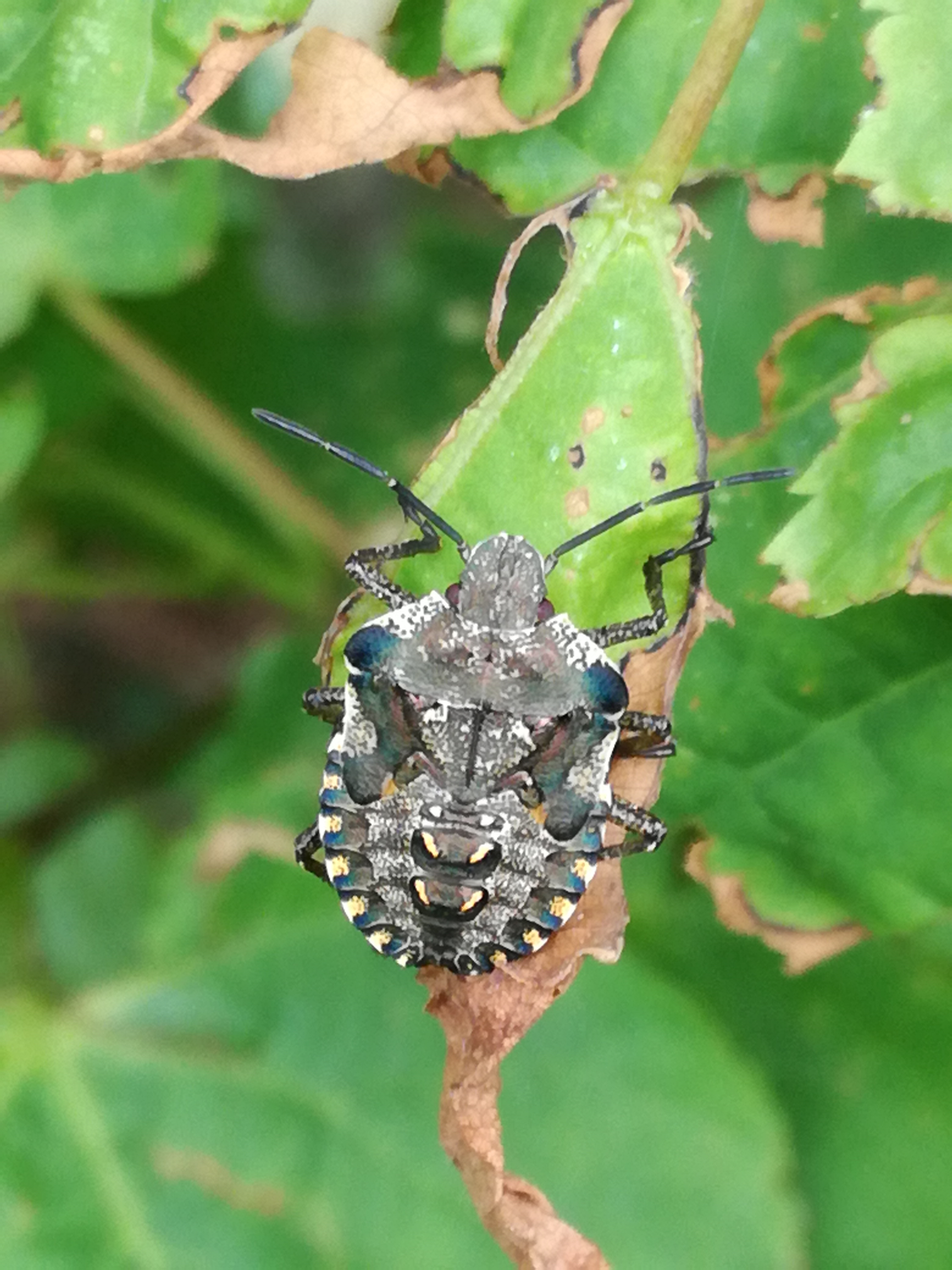 19062017220745 2974 art 1812 img 20170520 115902