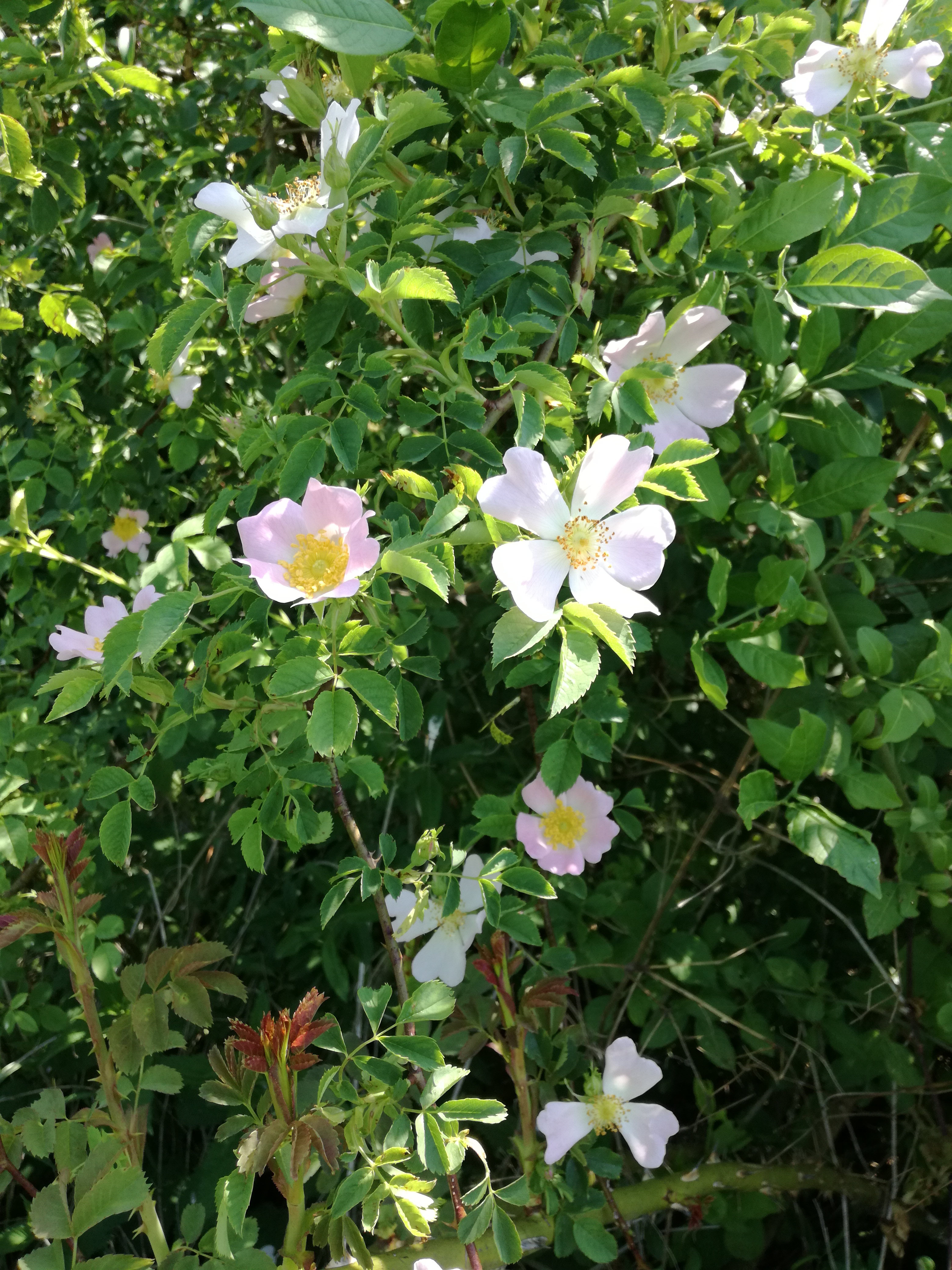 19062017231555 2980 art 1814 img 20170522 104115