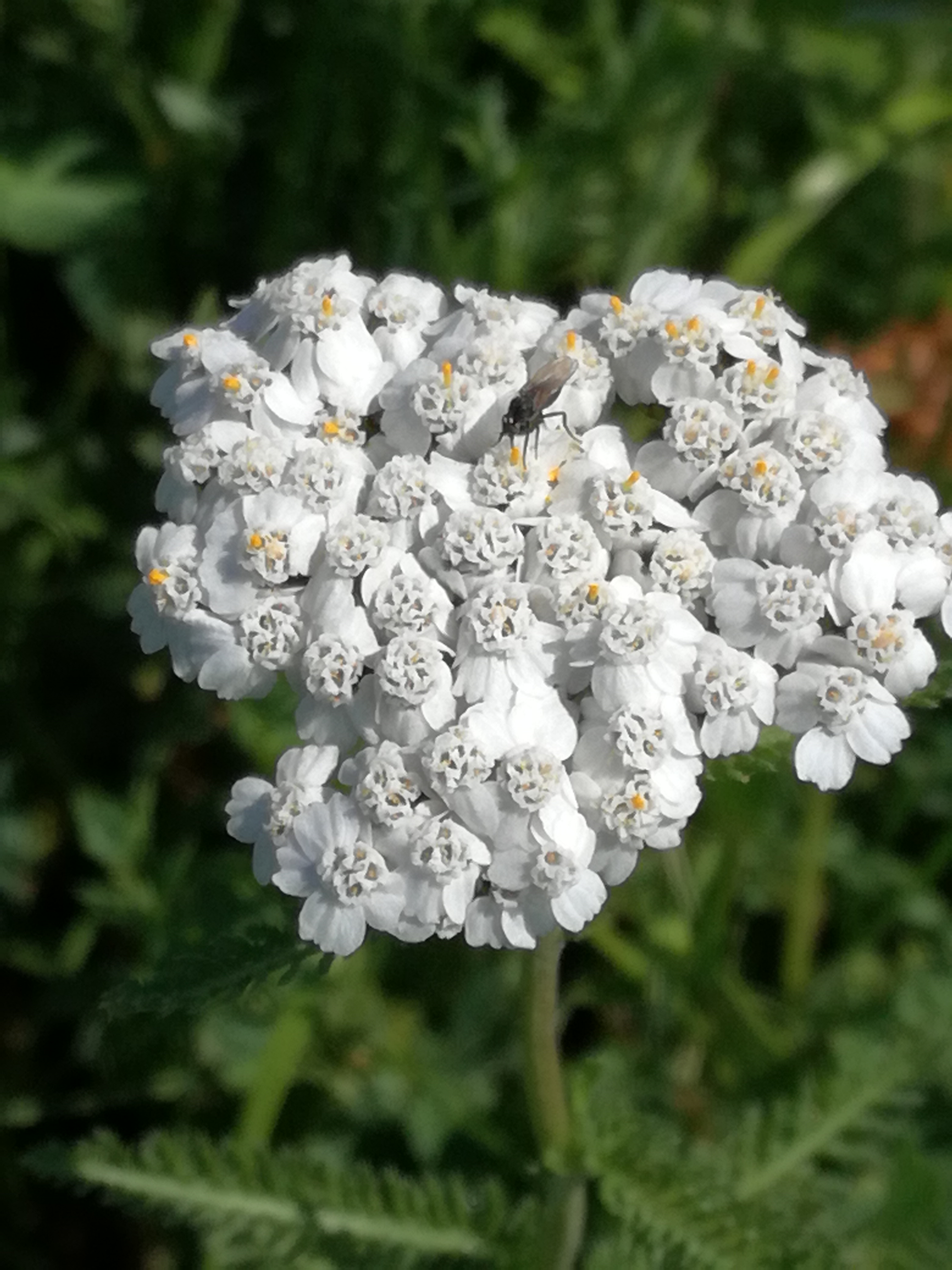 19062017232149 2981 art 1382 img 20170523 110448