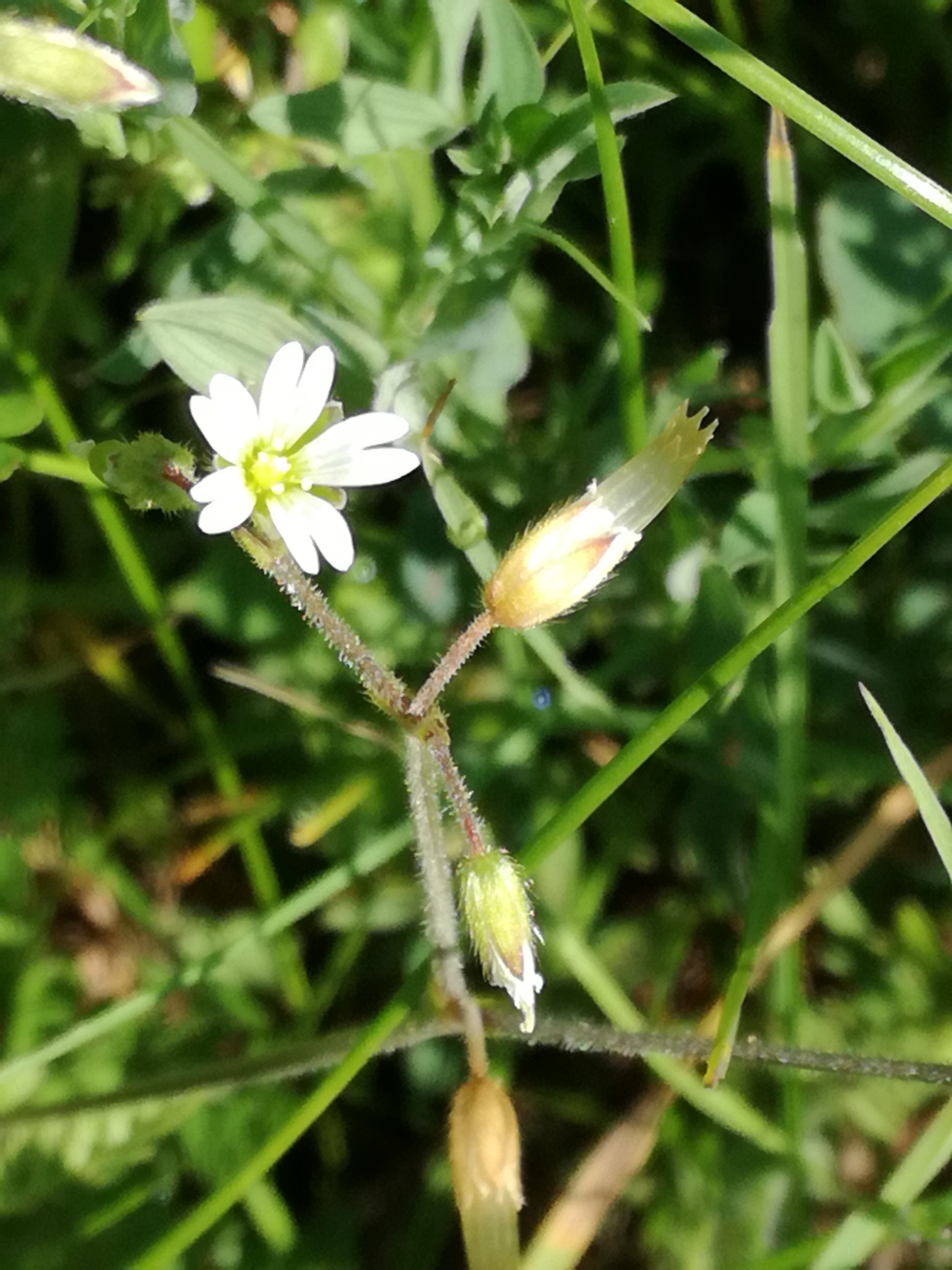 19062017233756 2982 art 1815 img 20170523 110504