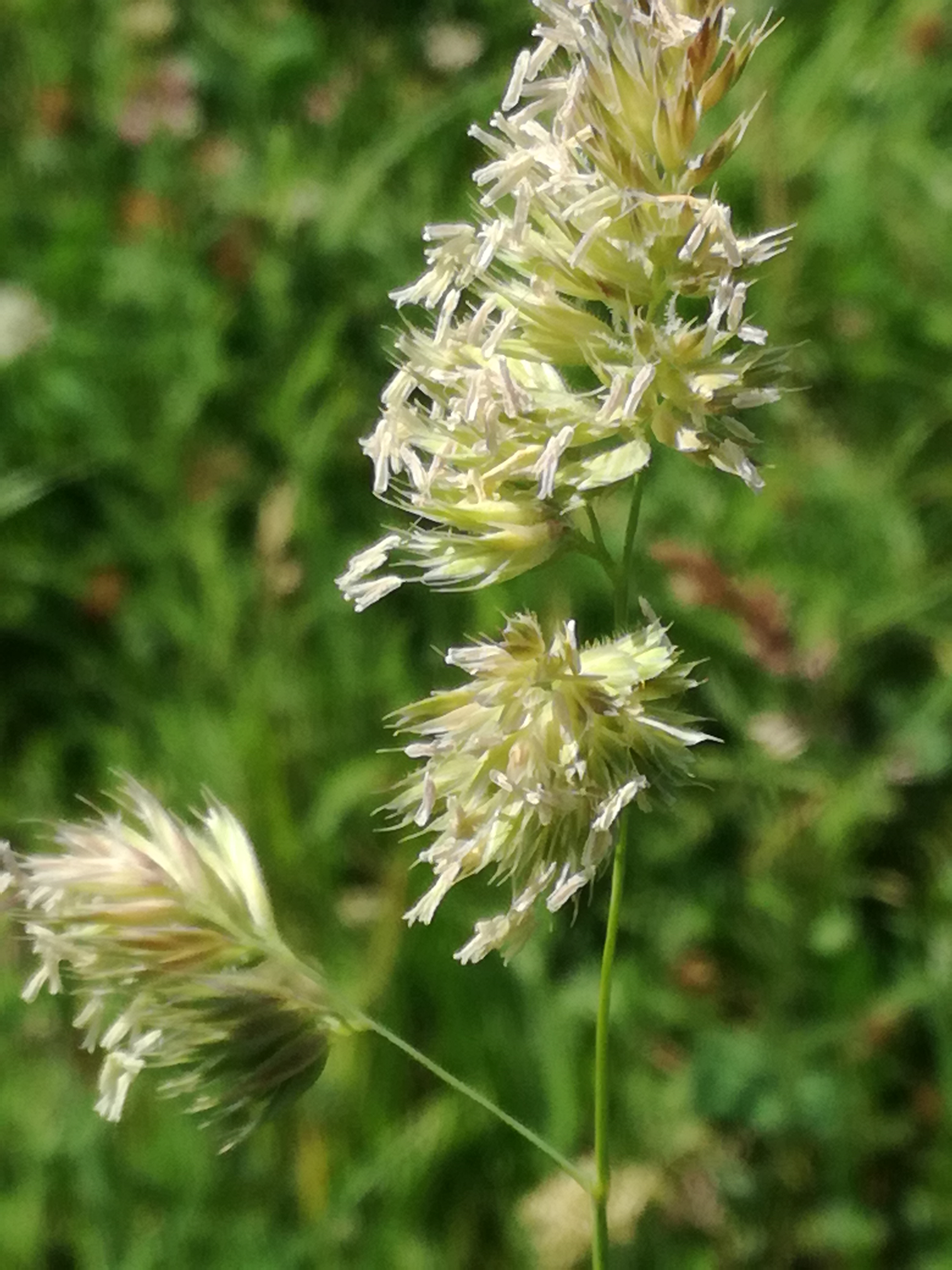 19062017234001 2983 art 493 img 20170523 110535