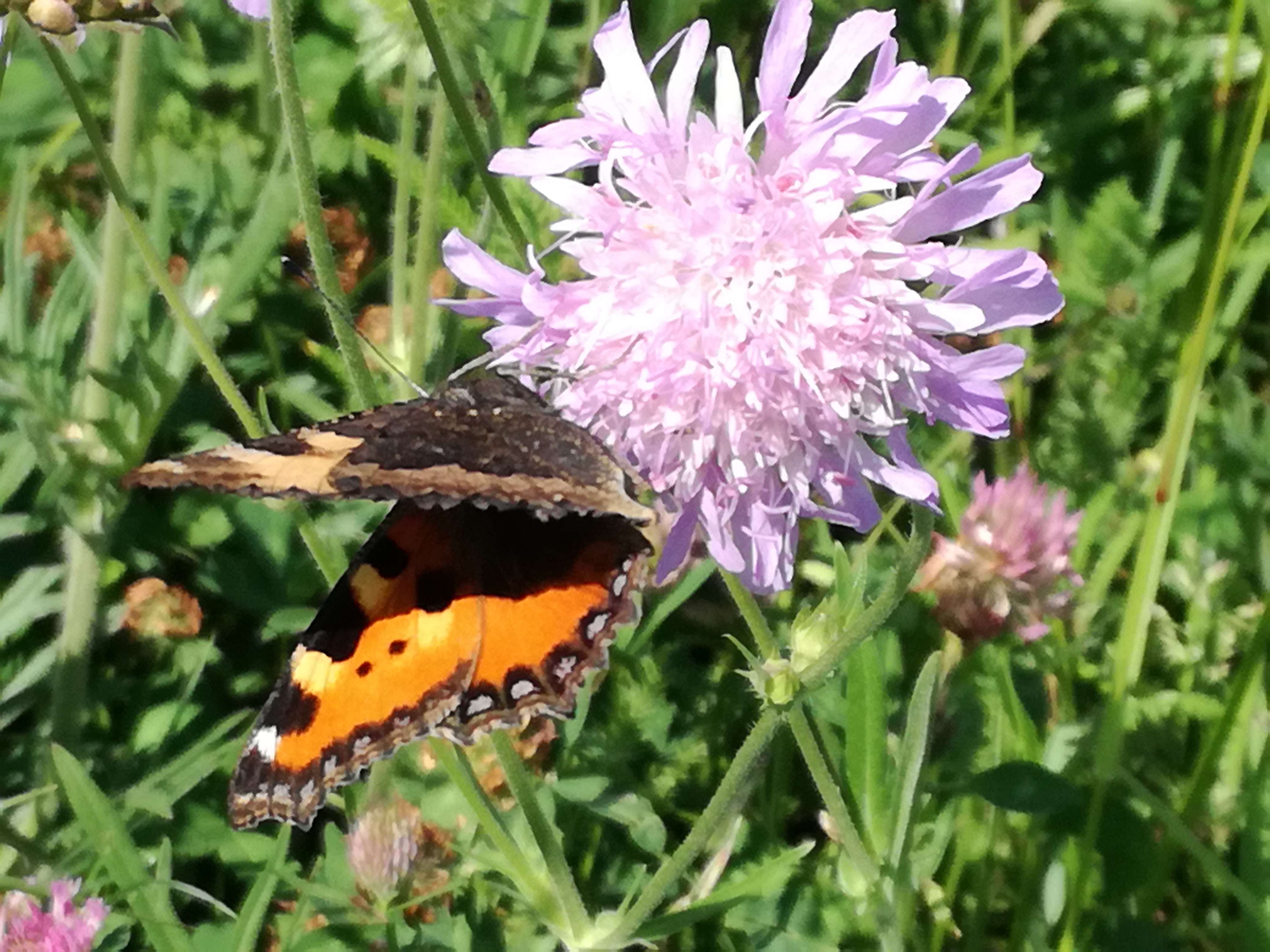 19062017234227 2984 art 1208 img 20170523 111330