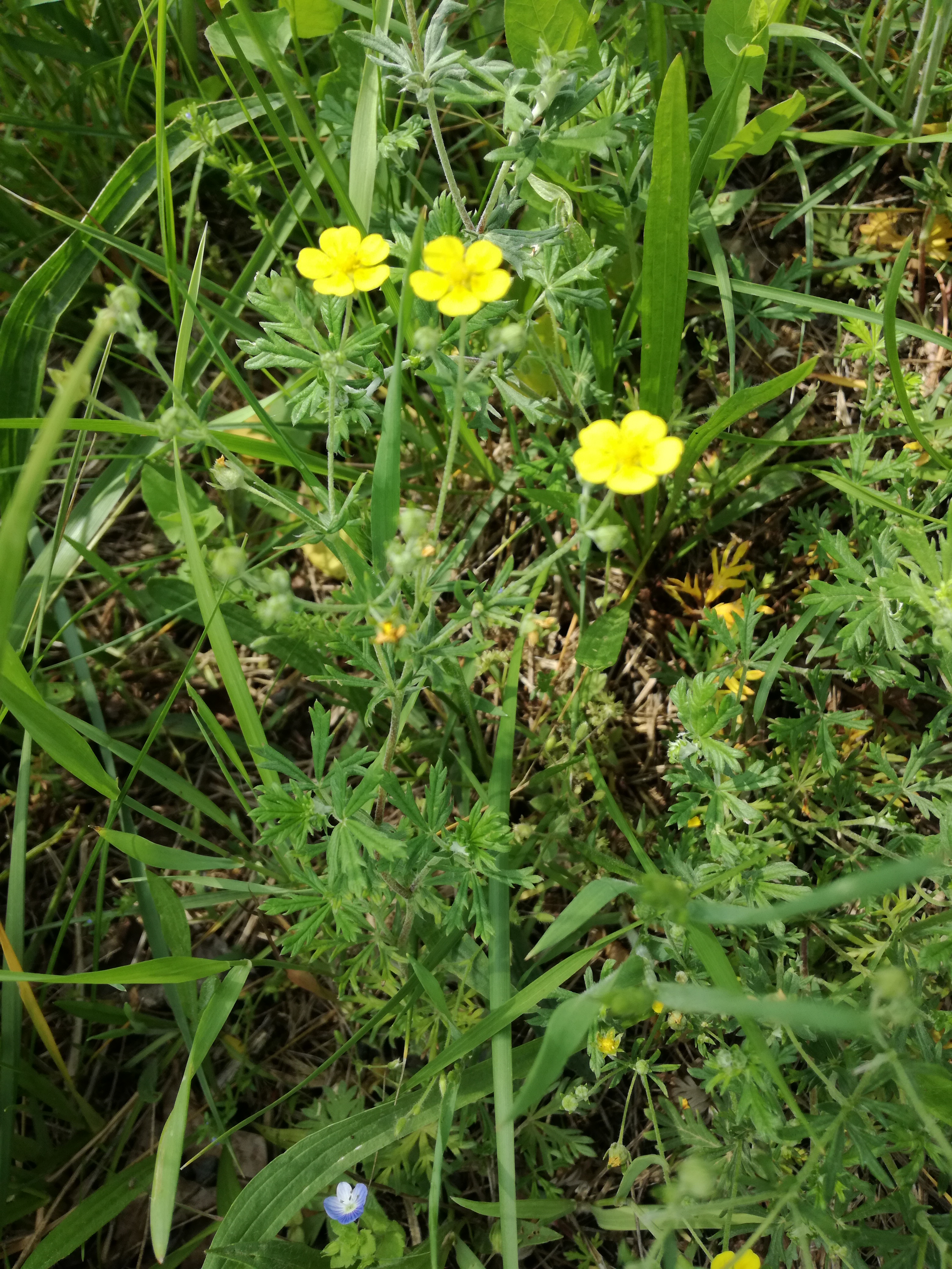 19062017235832 2985 art 1816 img 20170523 133459