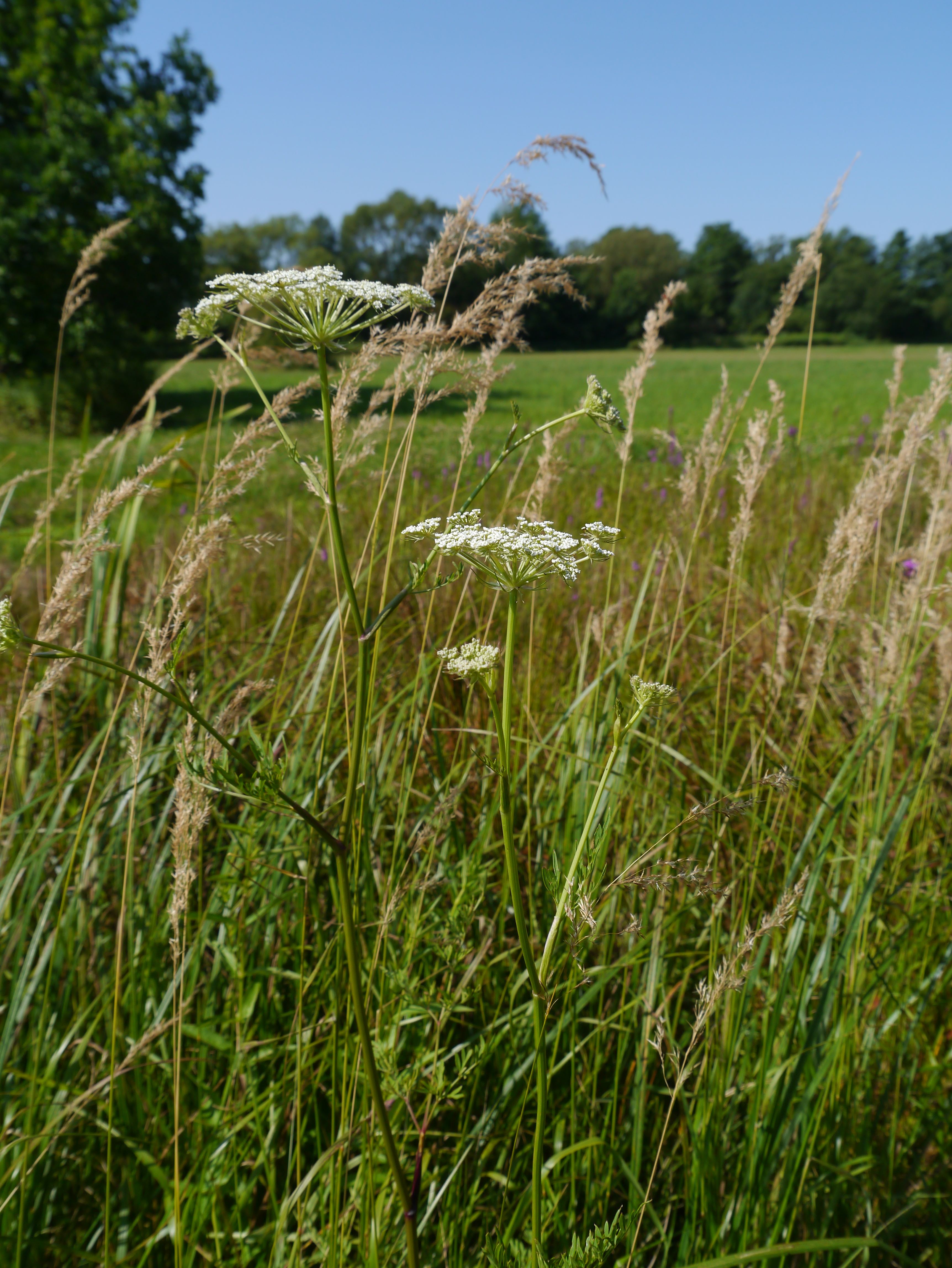 19082013083533 1497 art 205 peucedanum palustre