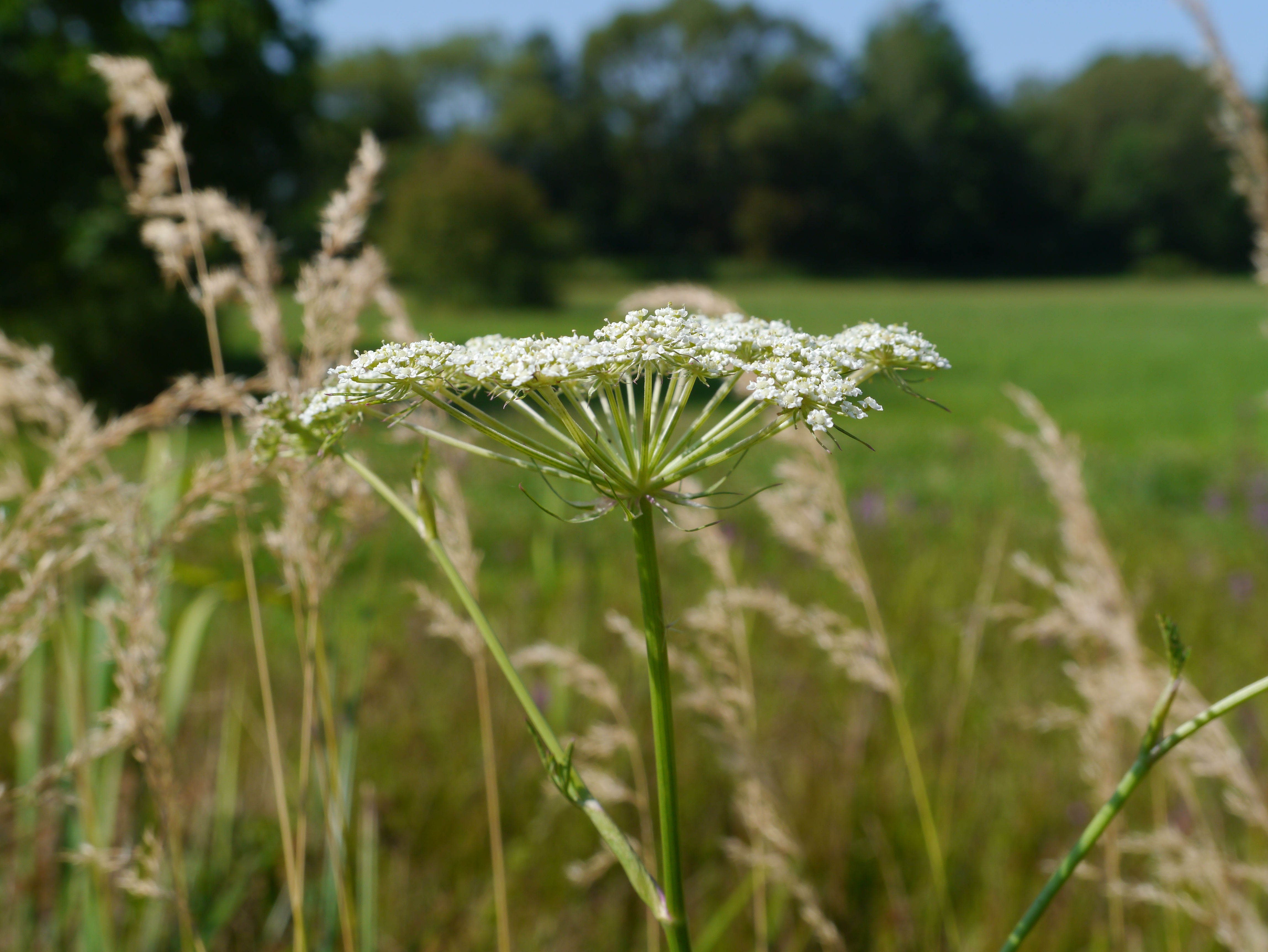 19082013083705 1498 art 205 peucedanum palustre2