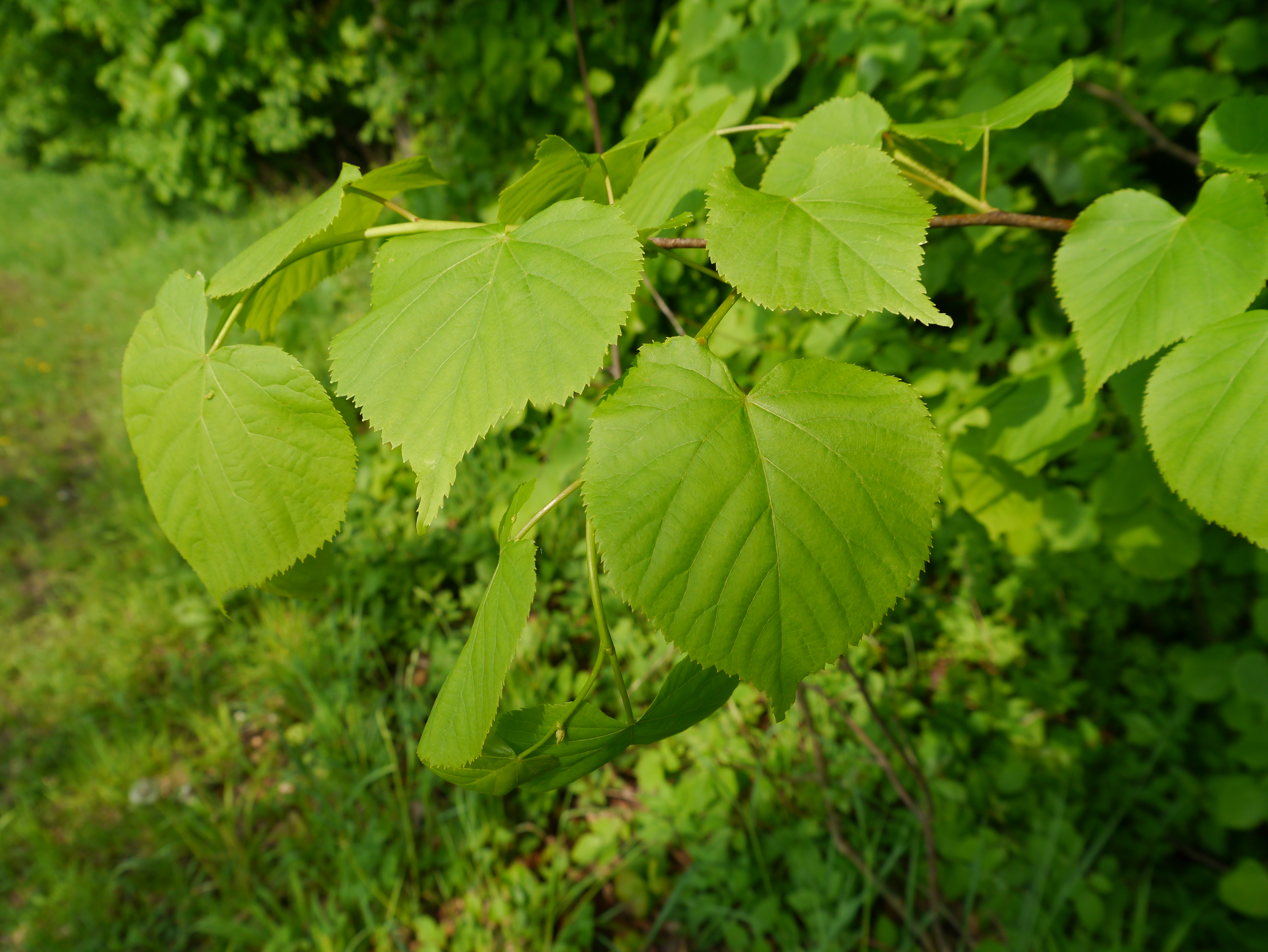 19082013084059 1499 art 228 tilia cordata3