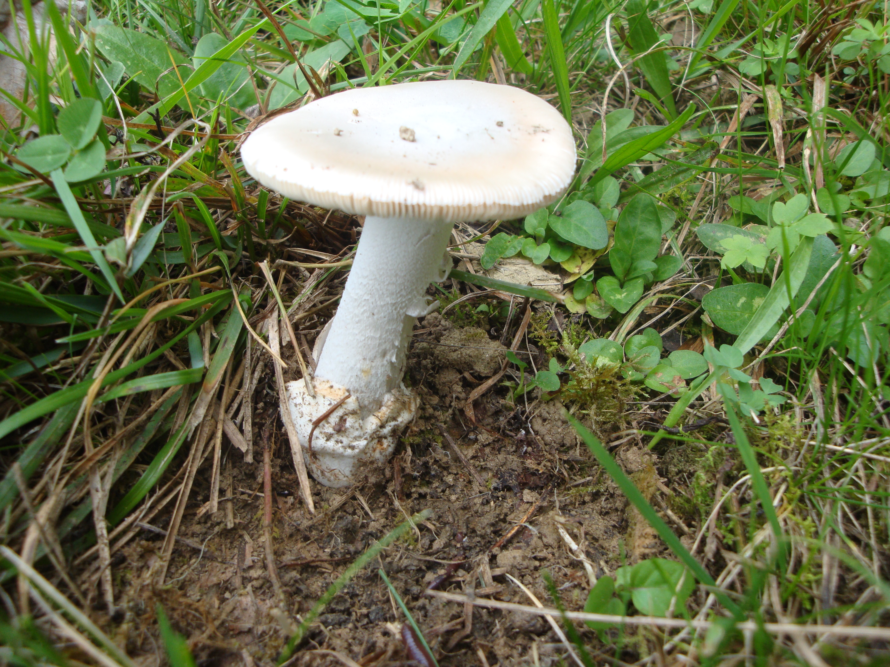 19112017124455 3311 art 1937 amanita lividpallescens