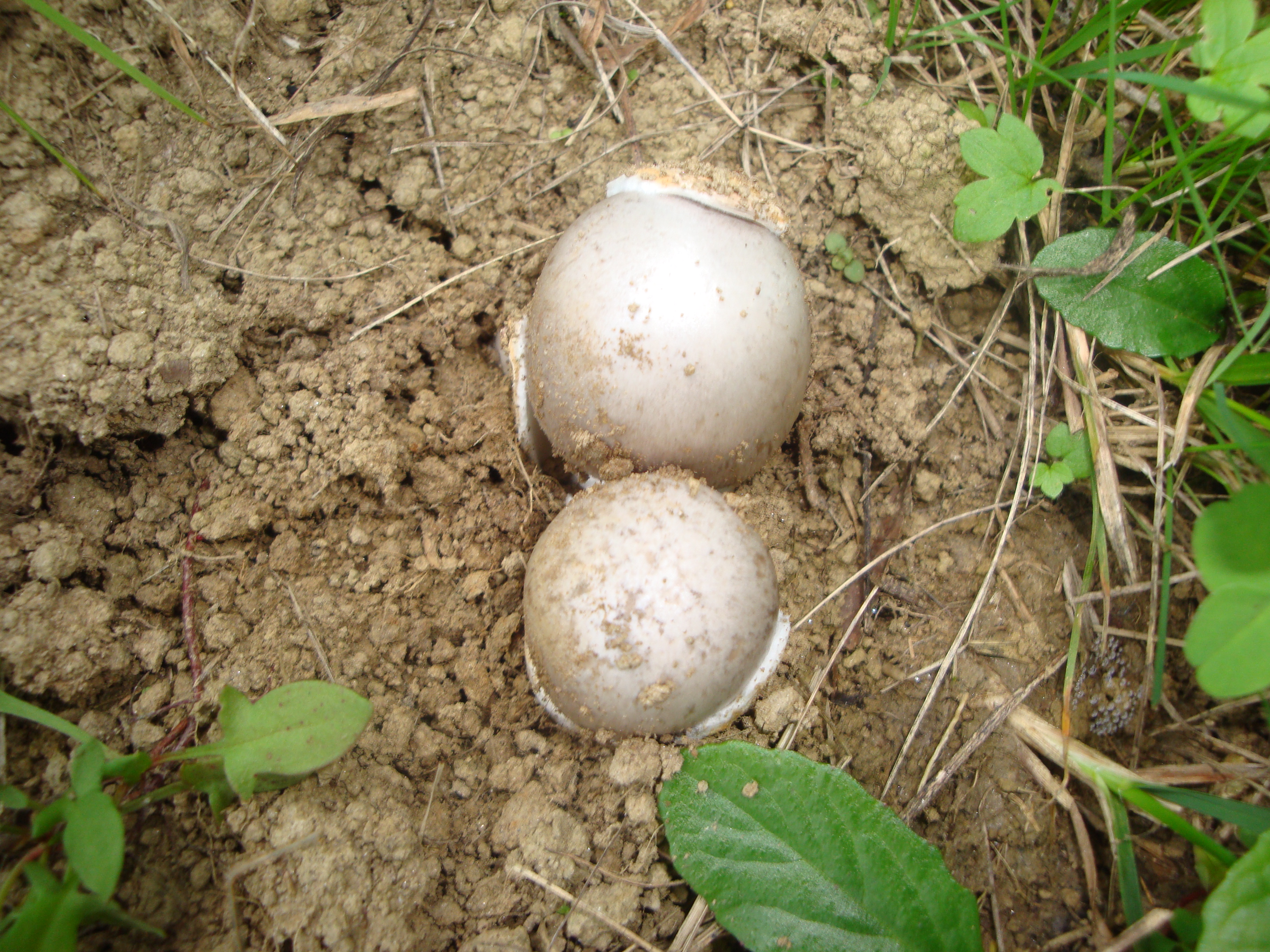 19112017124615 3312 art 1937 amanita lividopallescens2