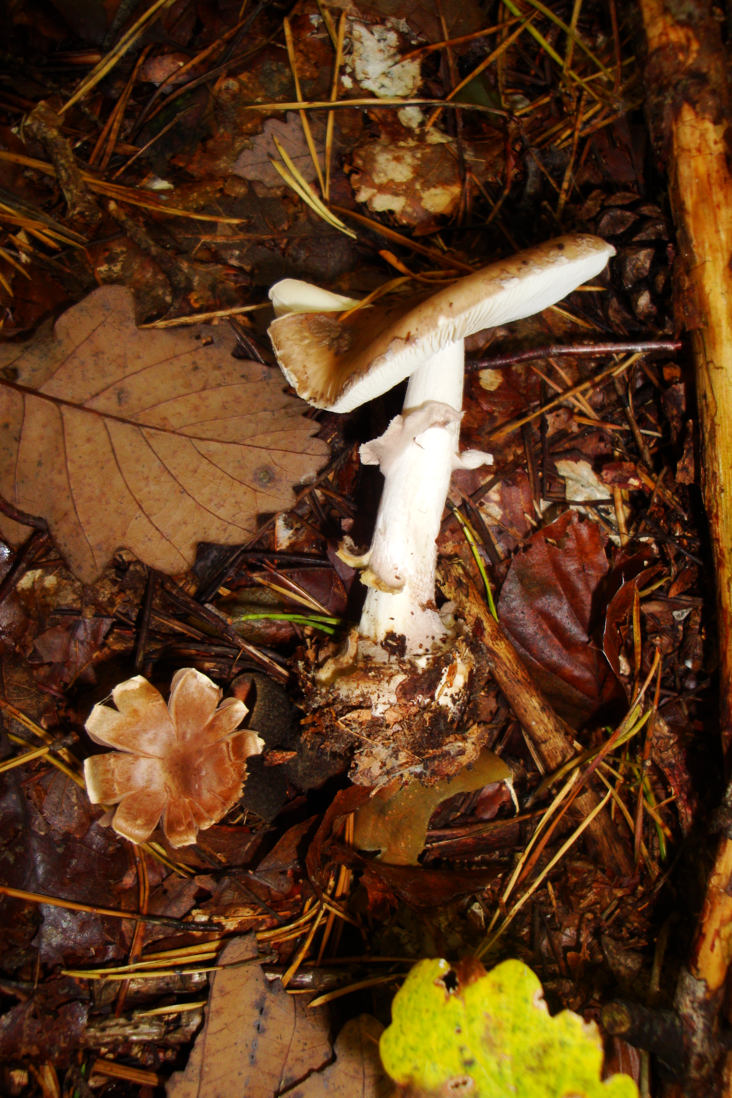 19112017130006 3313 art 1967 amanita porphyria