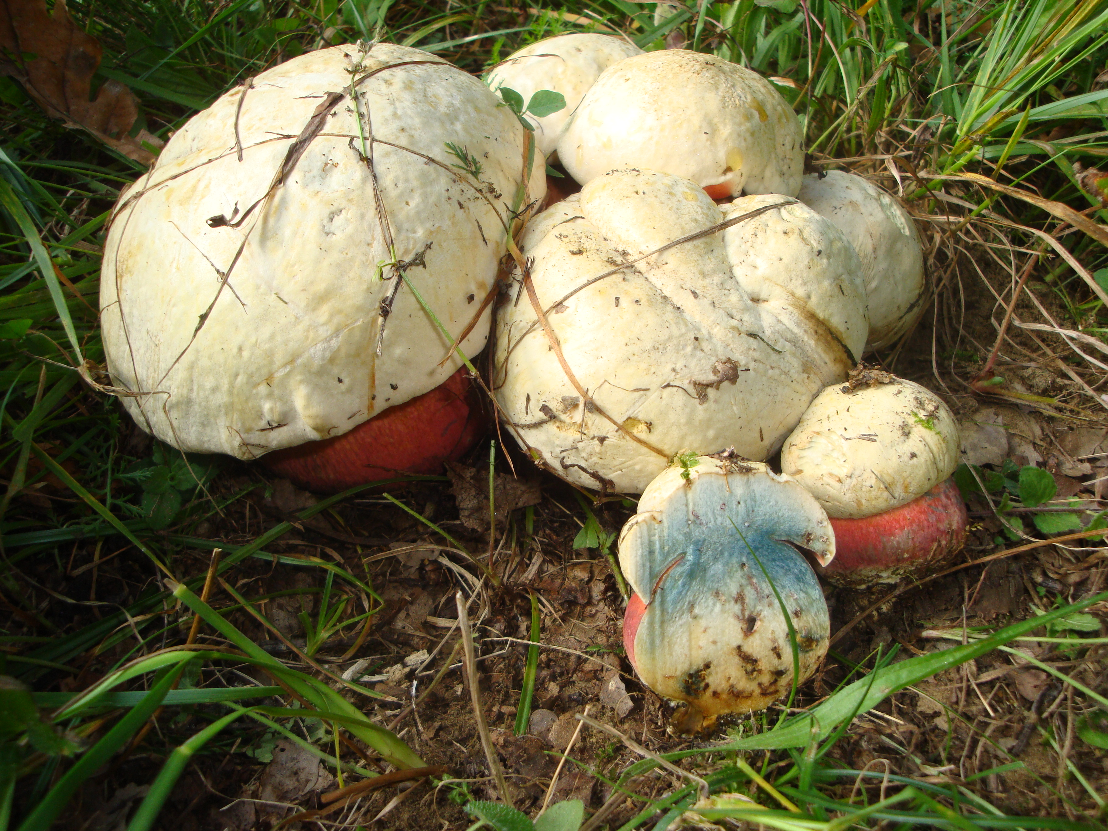 19112017130216 3314 art 225 boletus satanas2