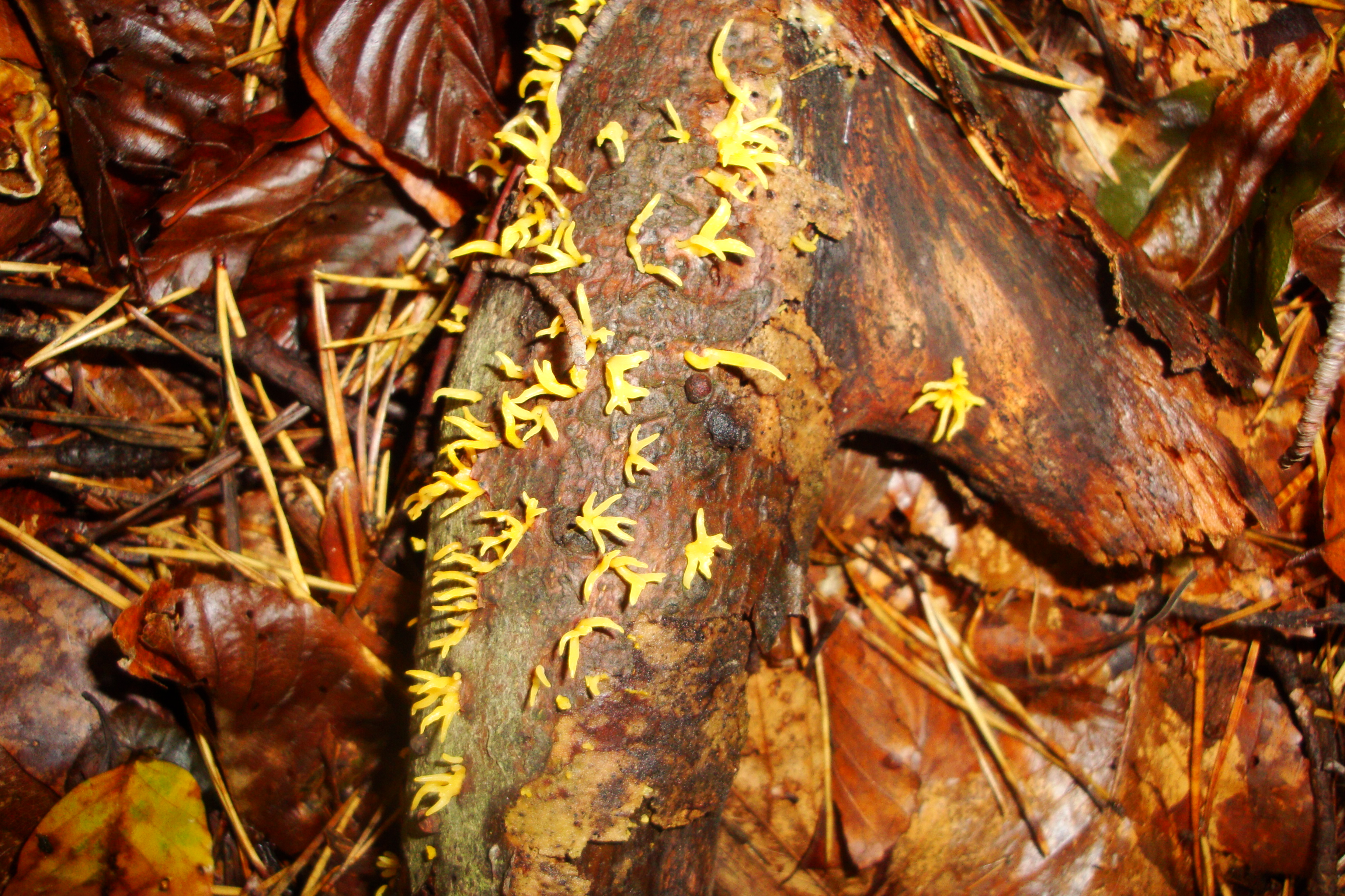 19112017131603 3315 art 1968 calocera cornea
