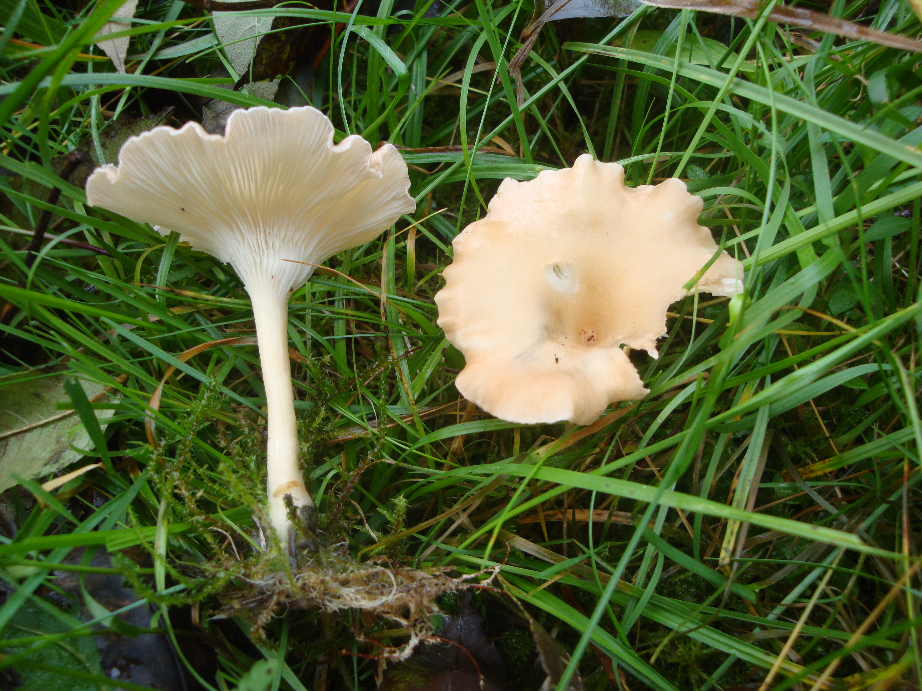 19112017133206 3316 art 1969 clitocybe costata
