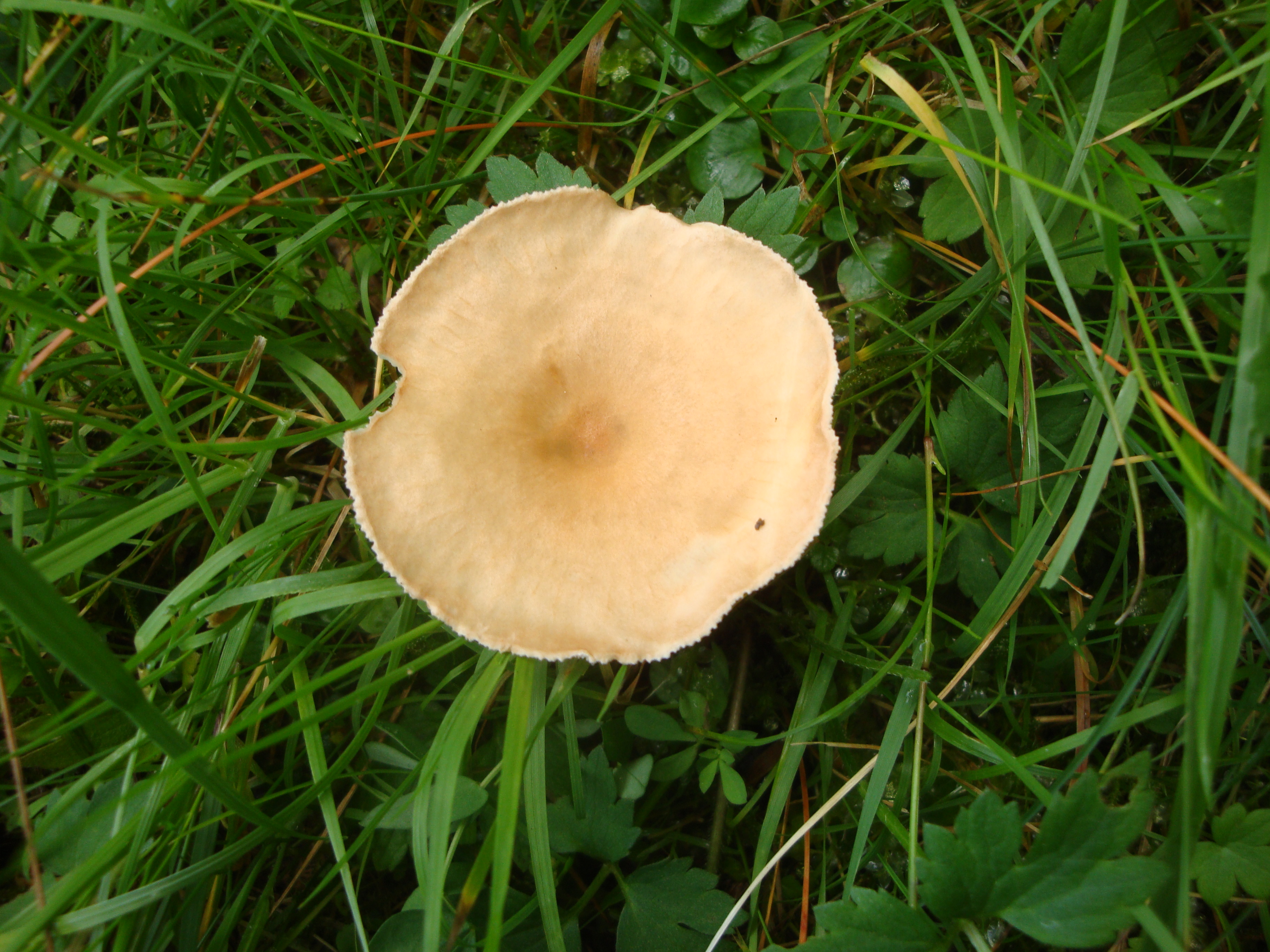 19112017133345 3317 art 1969 clitocybe costata4