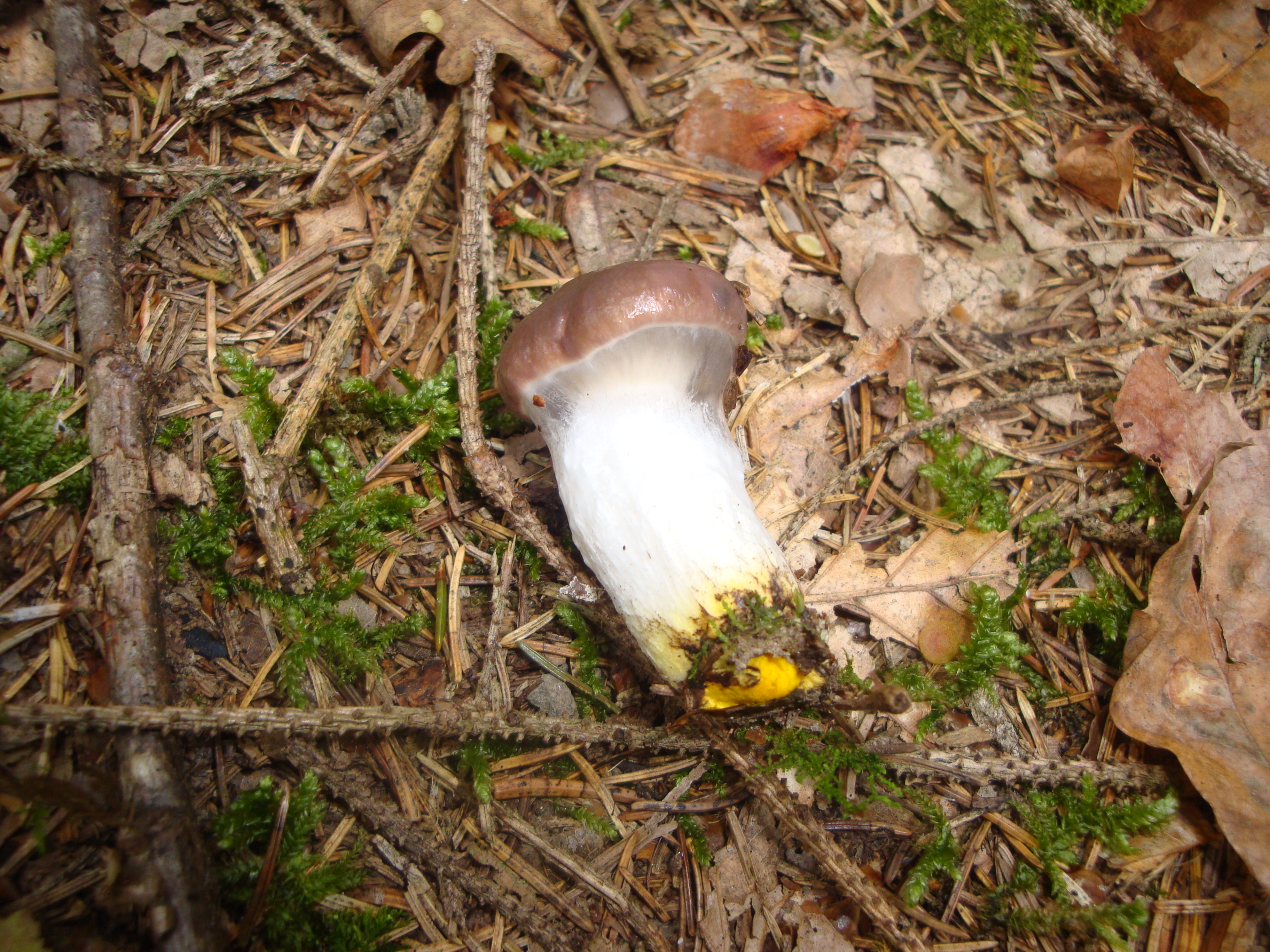 19112017135738 3318 art 1970 gomphidius glutinosus