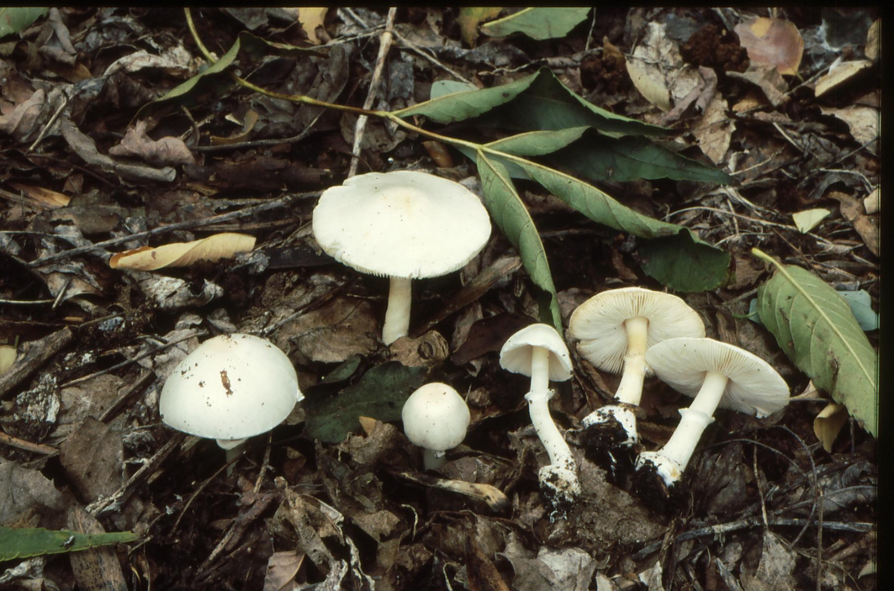 20022018093842 3430 art 2067 l. crystallifer