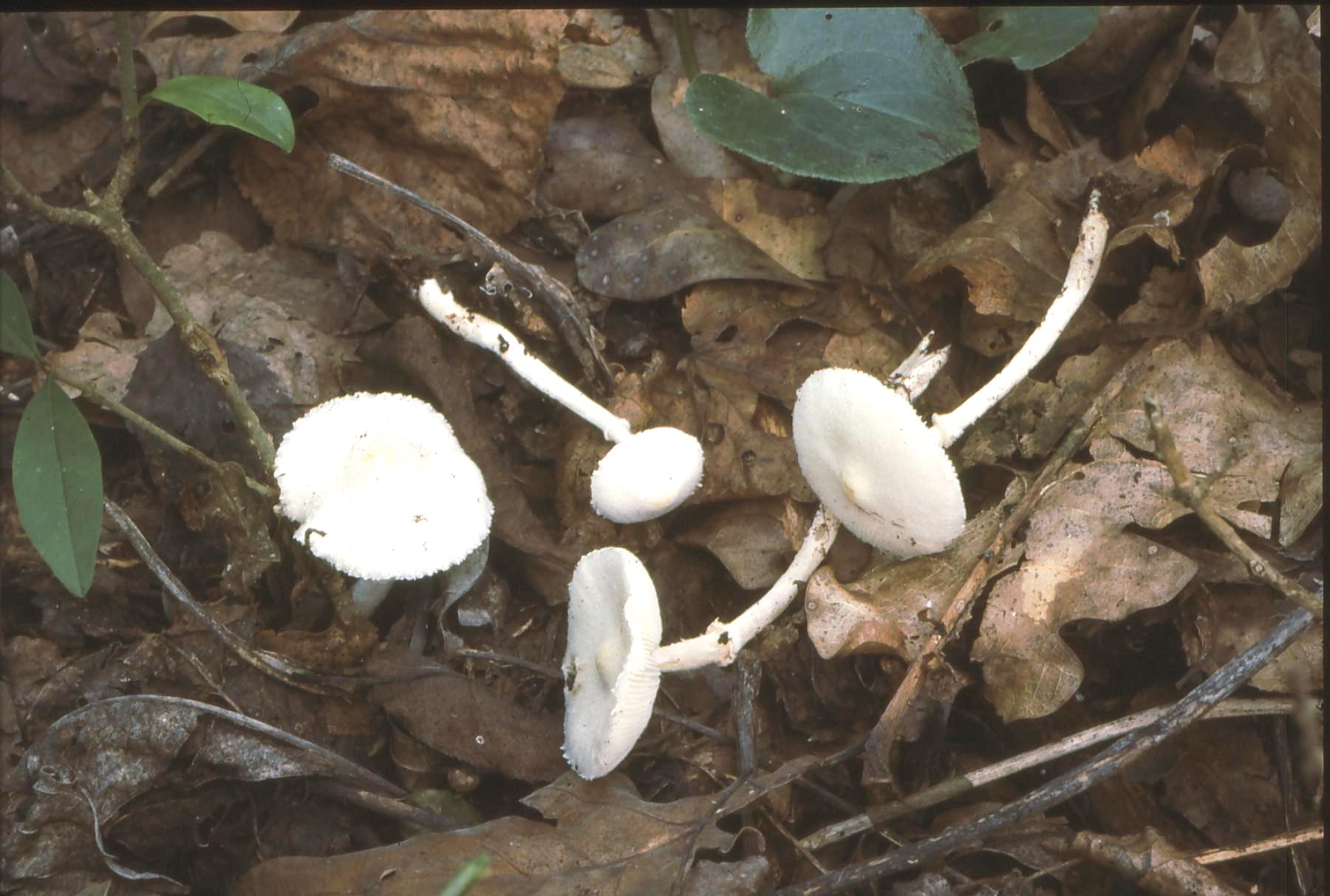 20022018094705 3431 art 2069 l. sericatellus