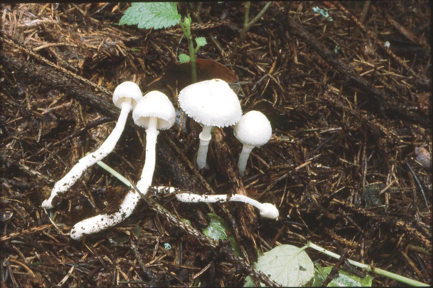 20022018095533 3432 art 2070 l. sericifer