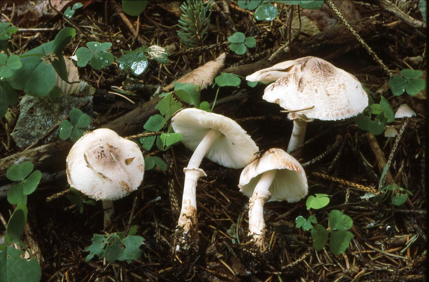 20022018100210 3433 art 2071 l. badhamii