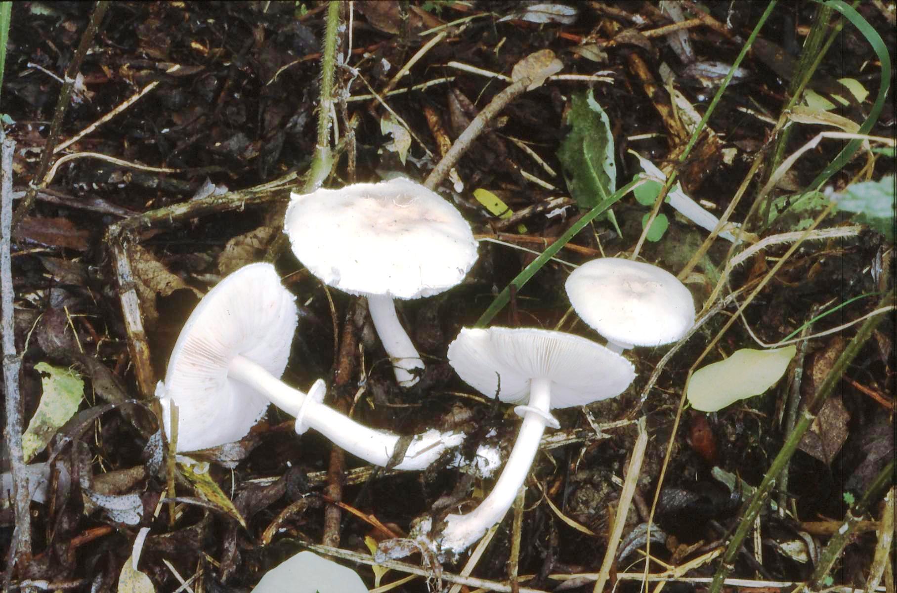 20022018101748 3435 art 2073 l.leucothites