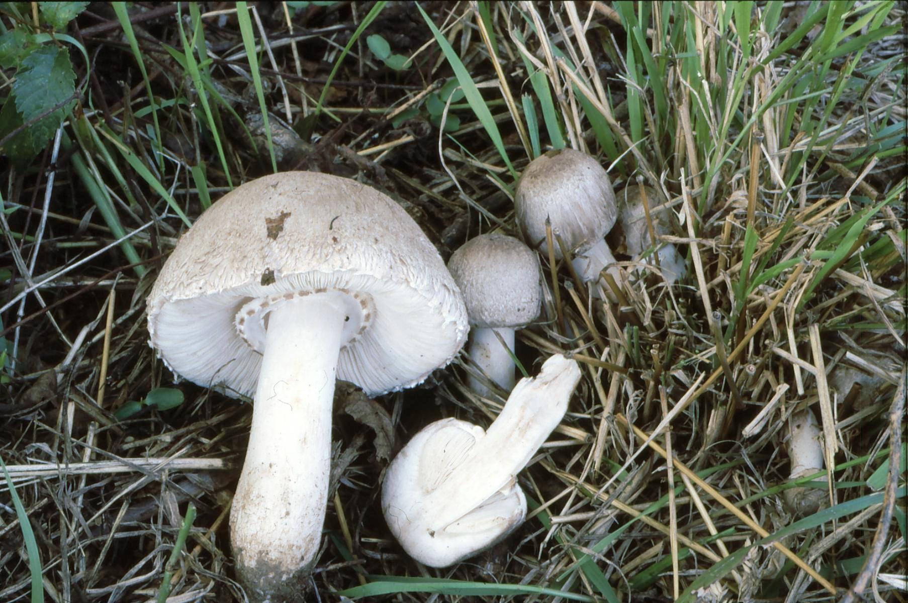 20022018102454 3436 art 2074 l. macrorhizus