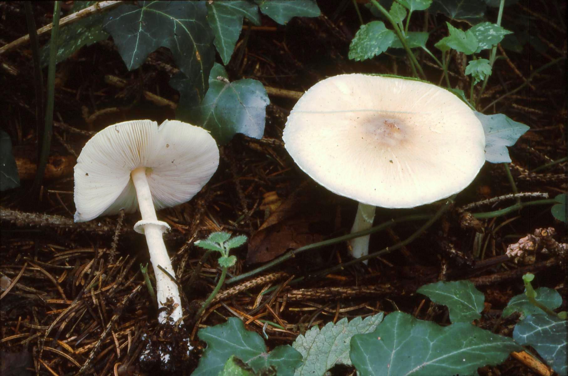 20022018103111 3437 art 2075 l. sublittoralis