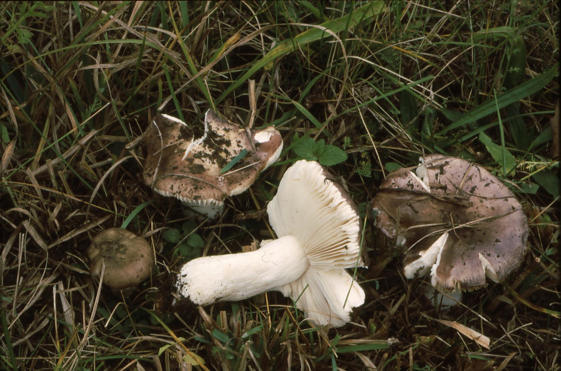 20022018112247 3441 art 2076 r. violacea