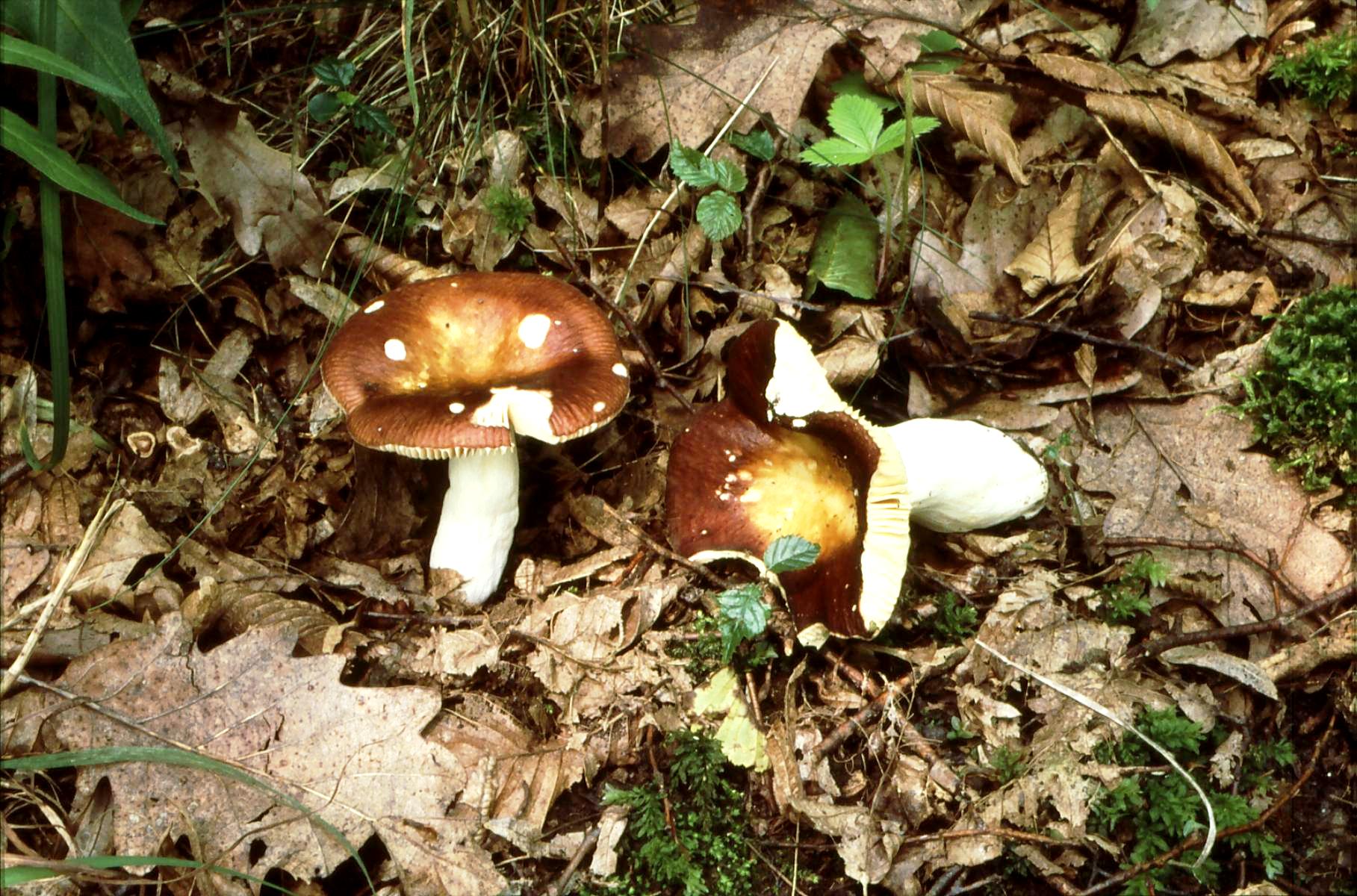 20022018134152 3442 art 2077 r. cuprea