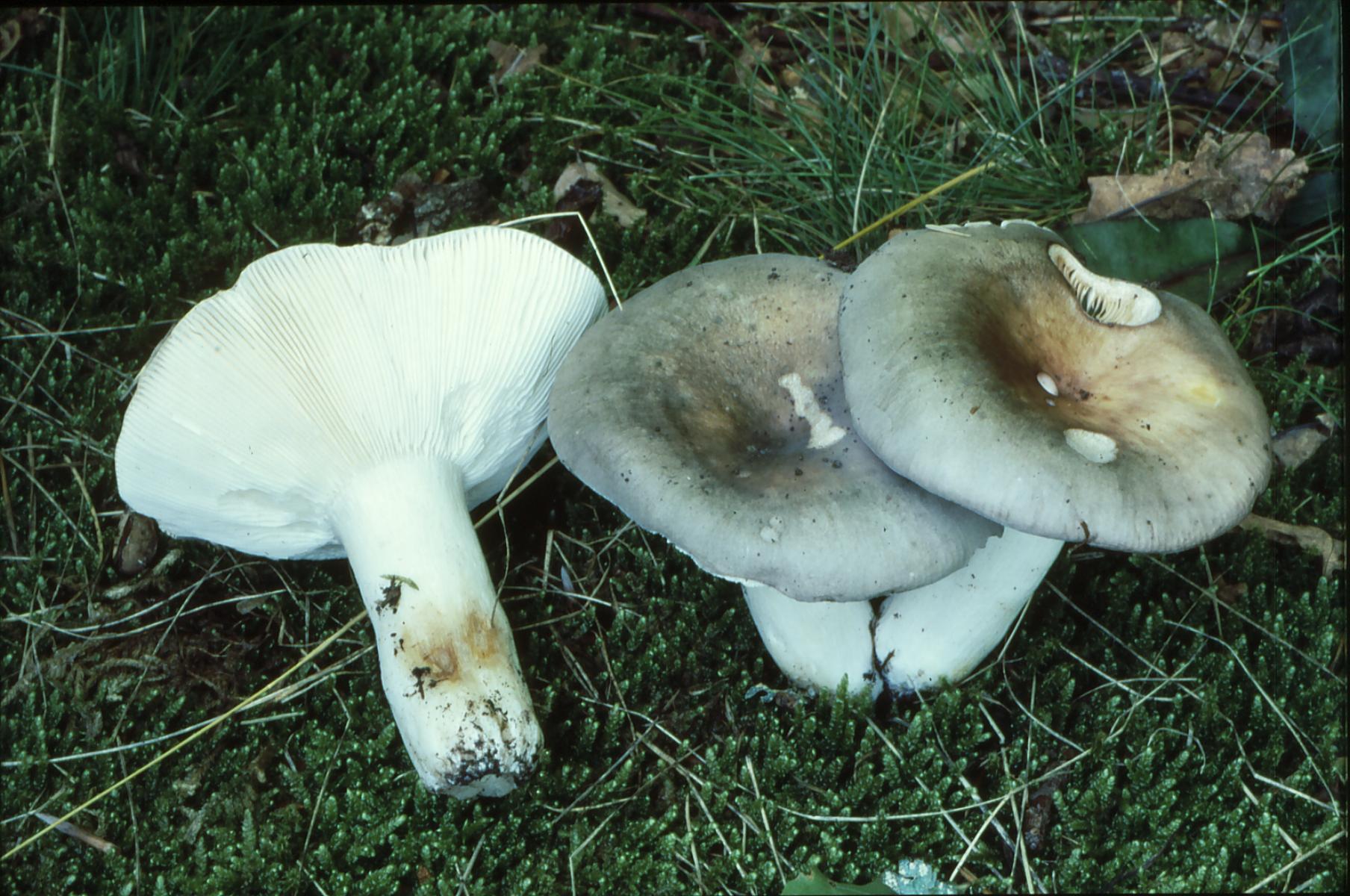 20022018135215 3443 art 2078 r. cyanoxantha