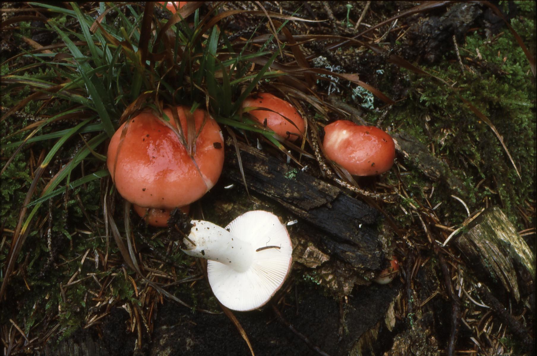 20022018140237 3444 art 2079 r. silvestris