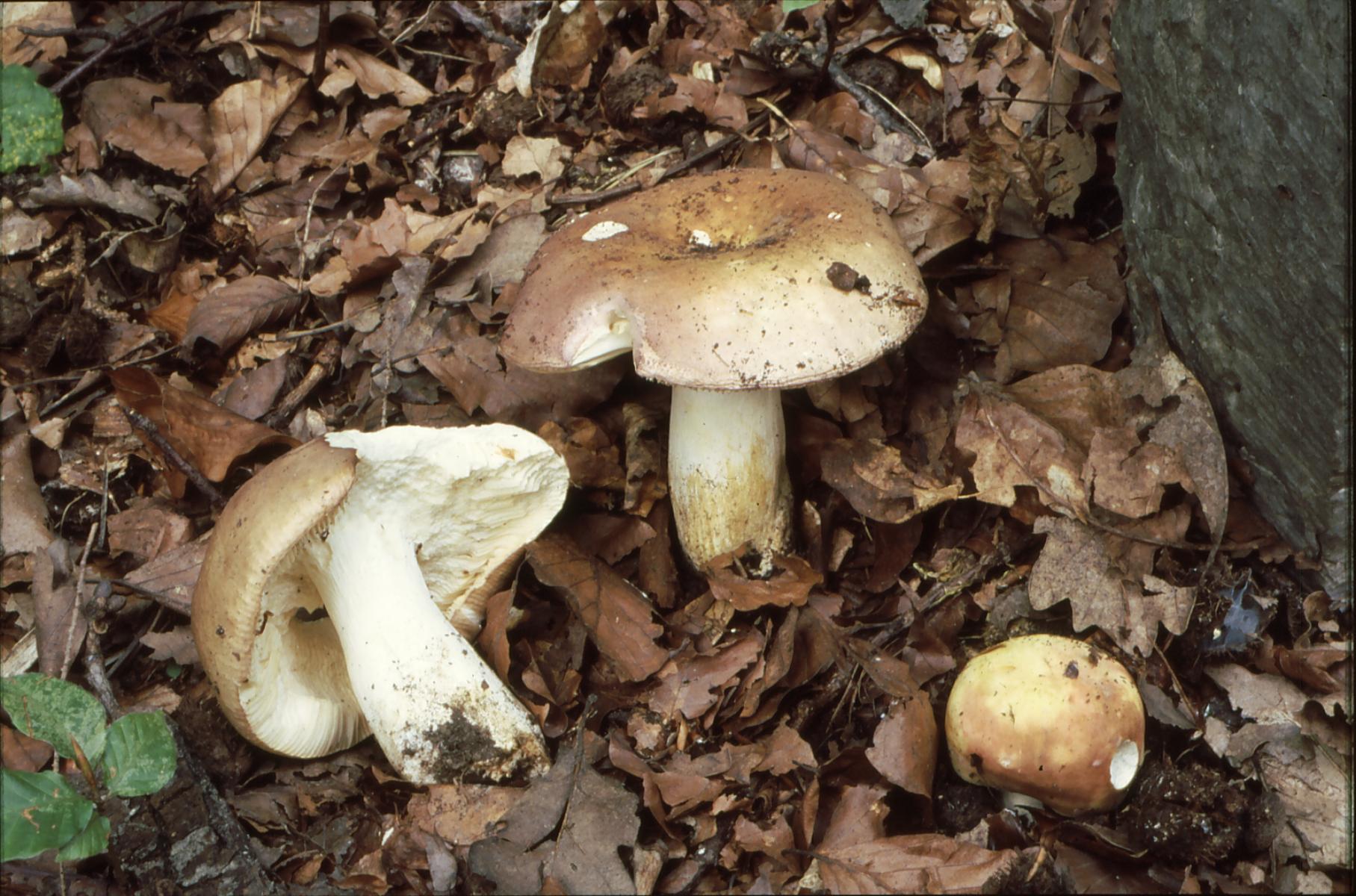 20022018141128 3445 art 2080 r. faginea