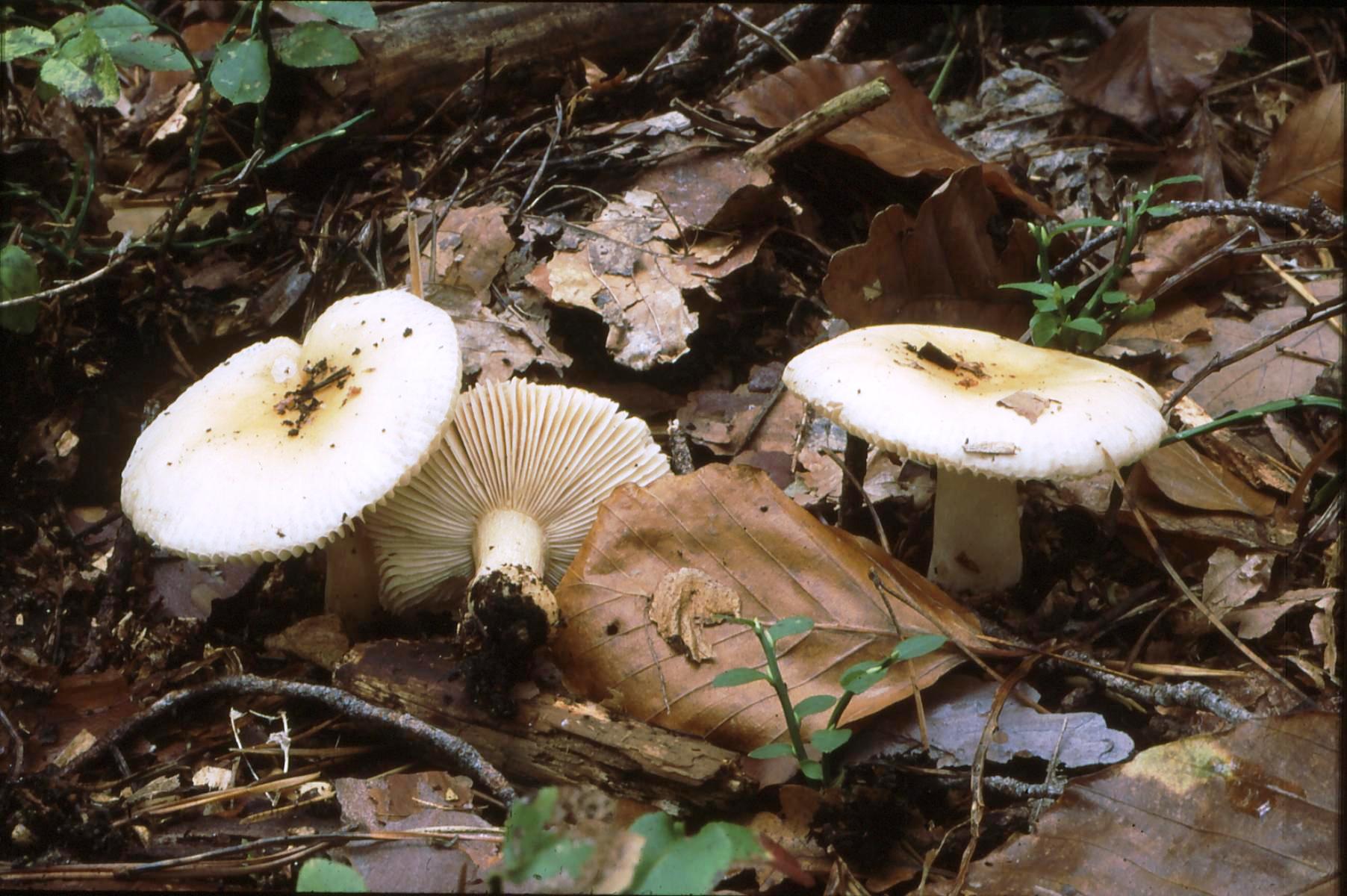 20022018142440 3446 art 2081 r fellea