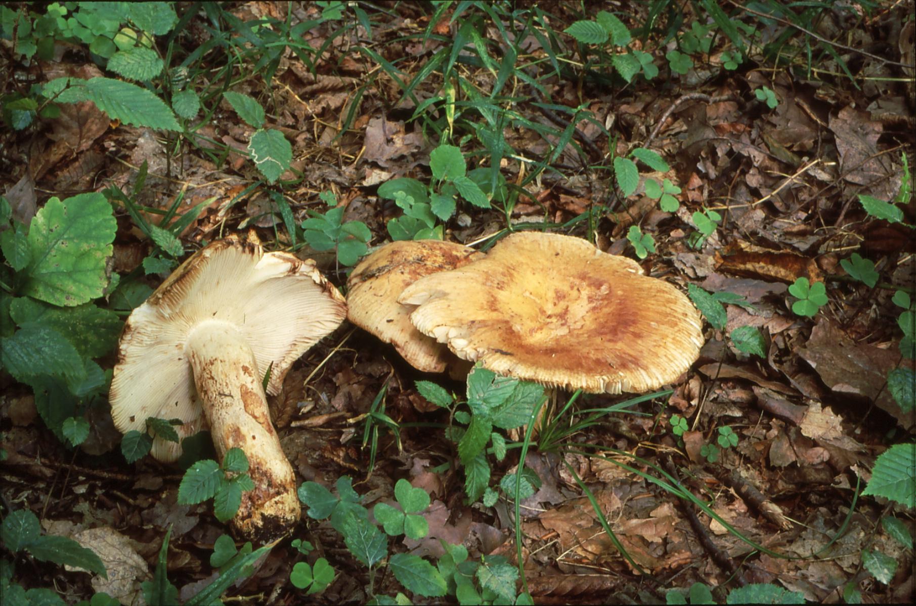 20022018143353 3447 art 2082 r. grata