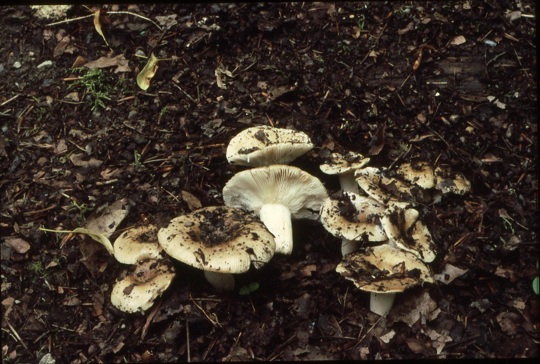 20022018144307 3448 art 2083 r. insignis