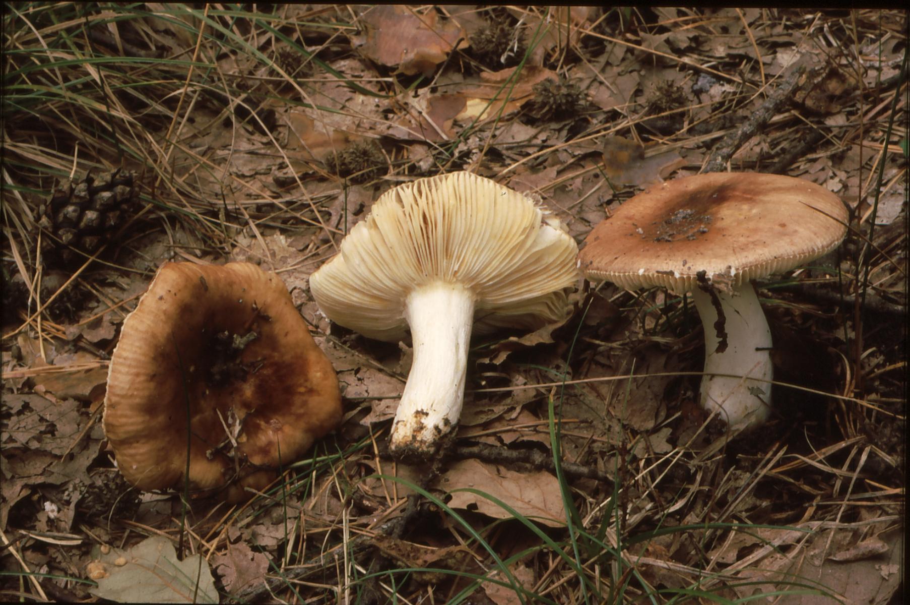 20022018145320 3449 art 2084 r. melliolens