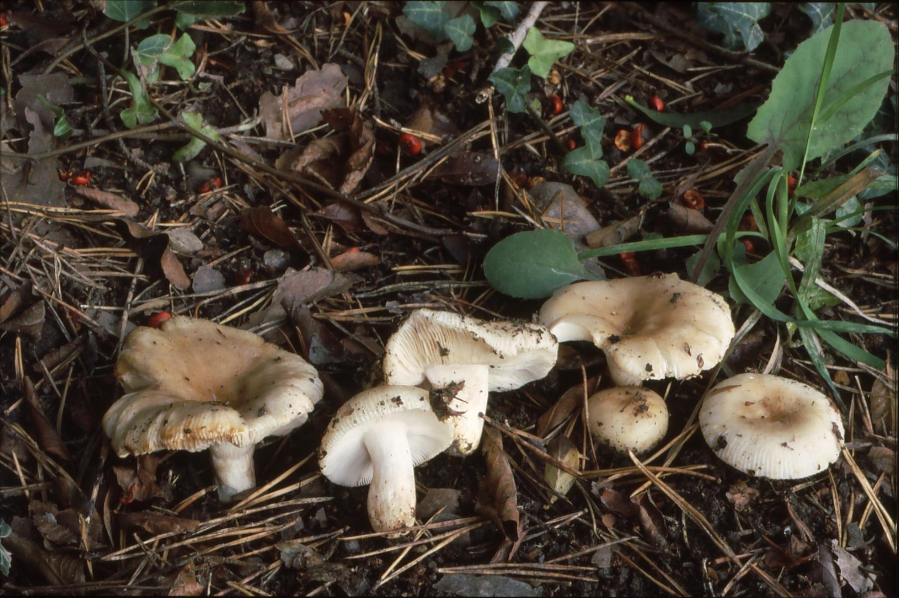 20022018150128 3450 art 2085 r. pectinatoides