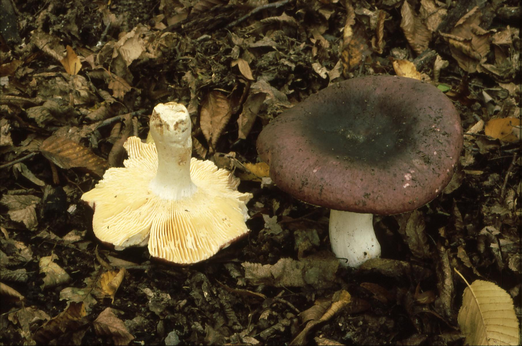 20022018151033 3451 art 2086 r. romellii