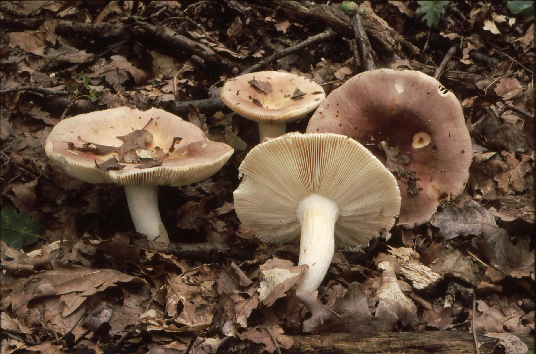 20022018152021 3452 art 2087 r. vesca